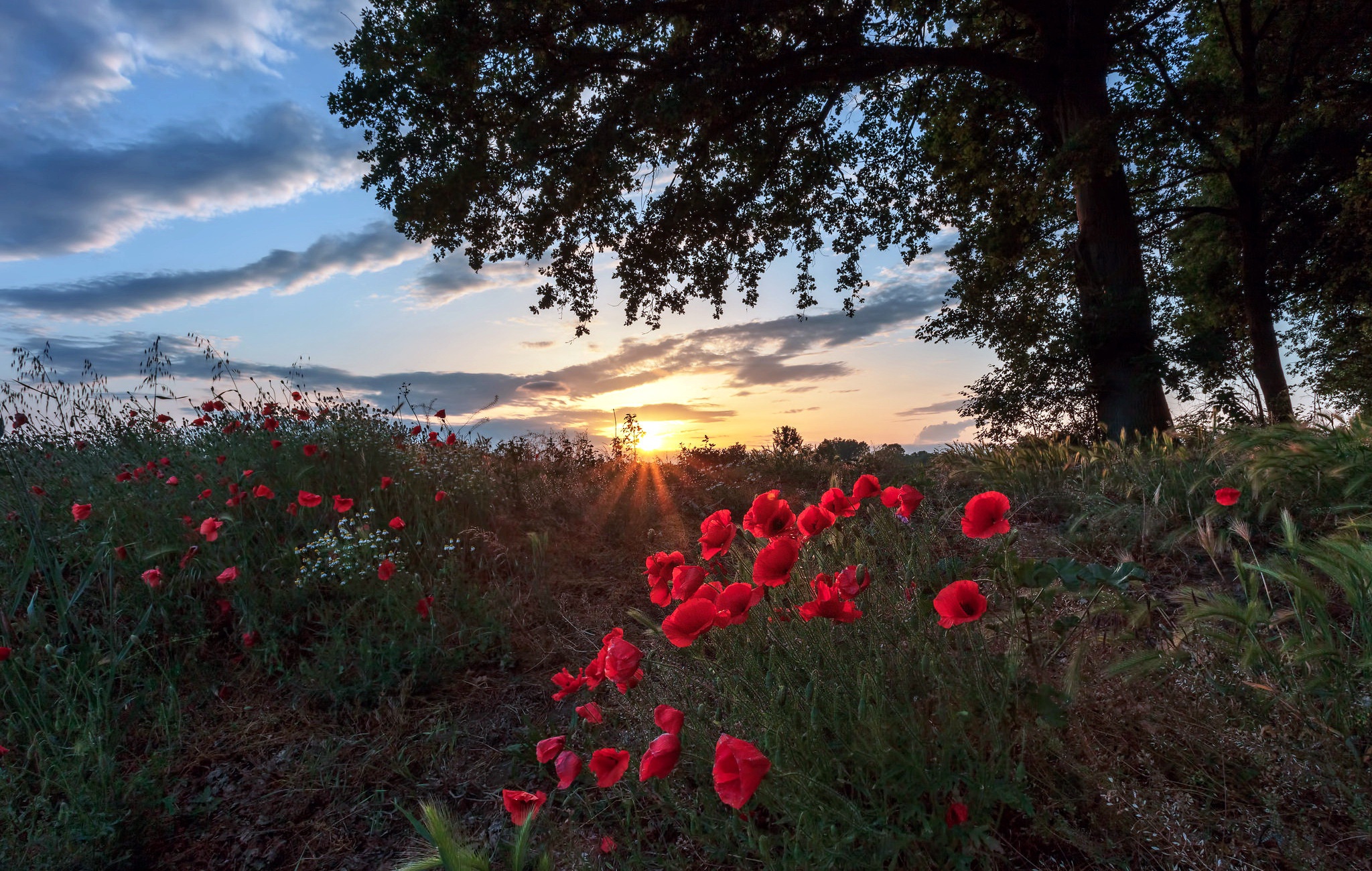 General 2048x1300 nature plants flowers red flowers outdoors poppies