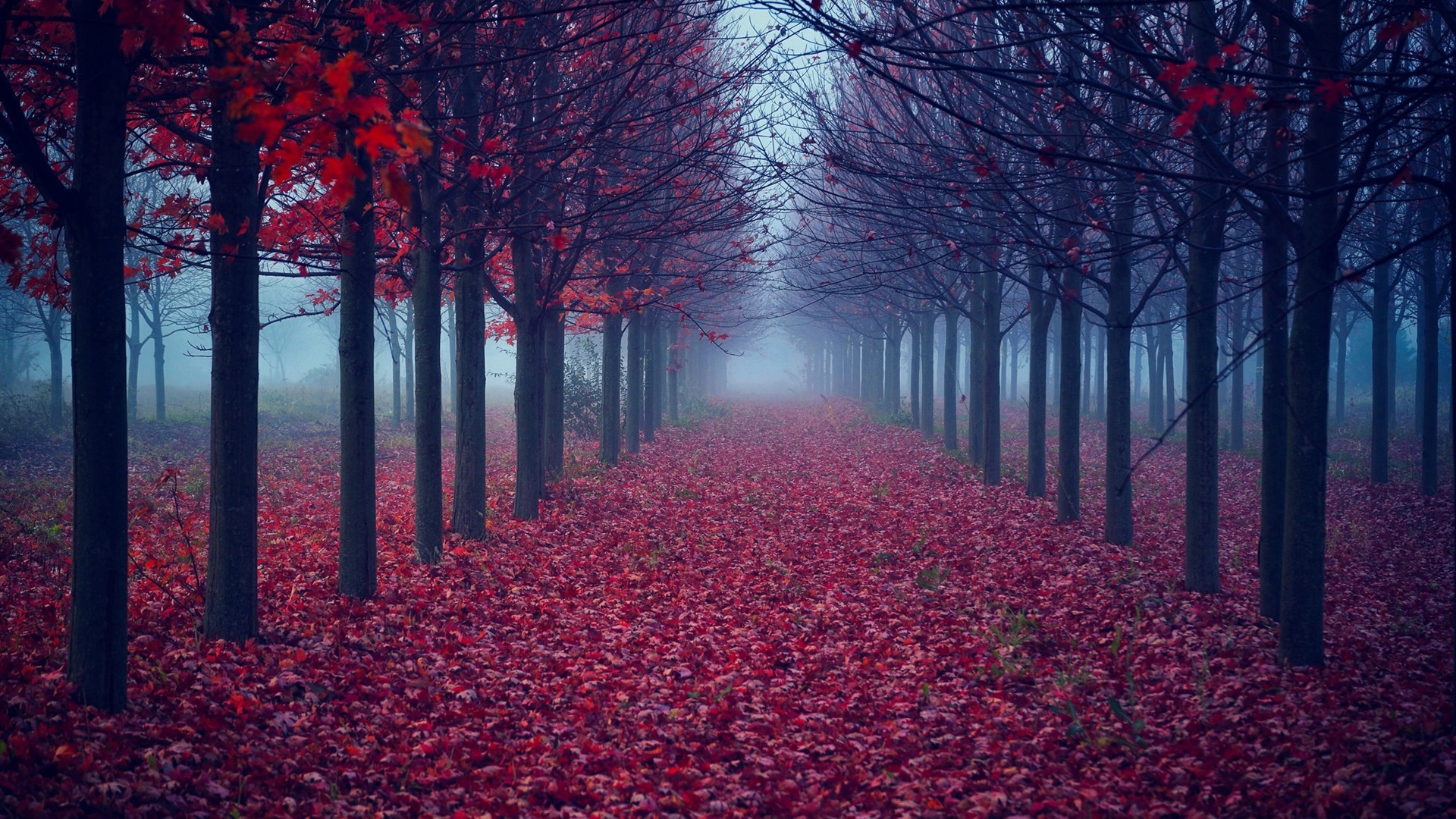 General 1920x1080 fall nature trees leaves mist forest landscape