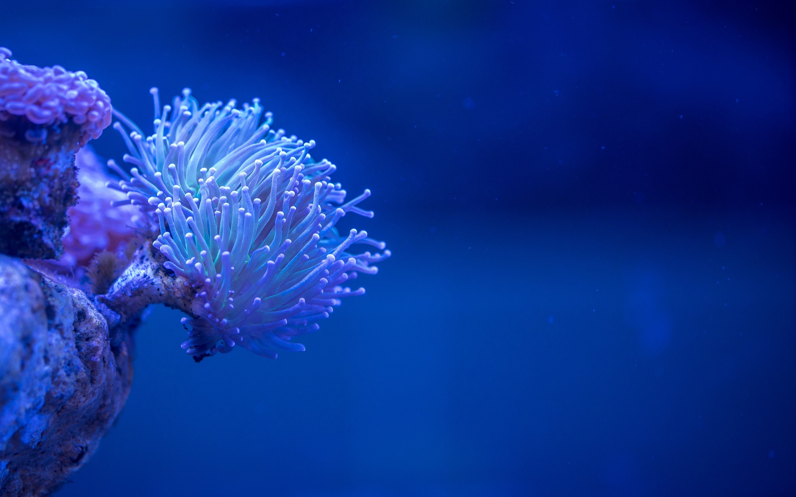 General 2560x1600 coral nature sea underwater blue