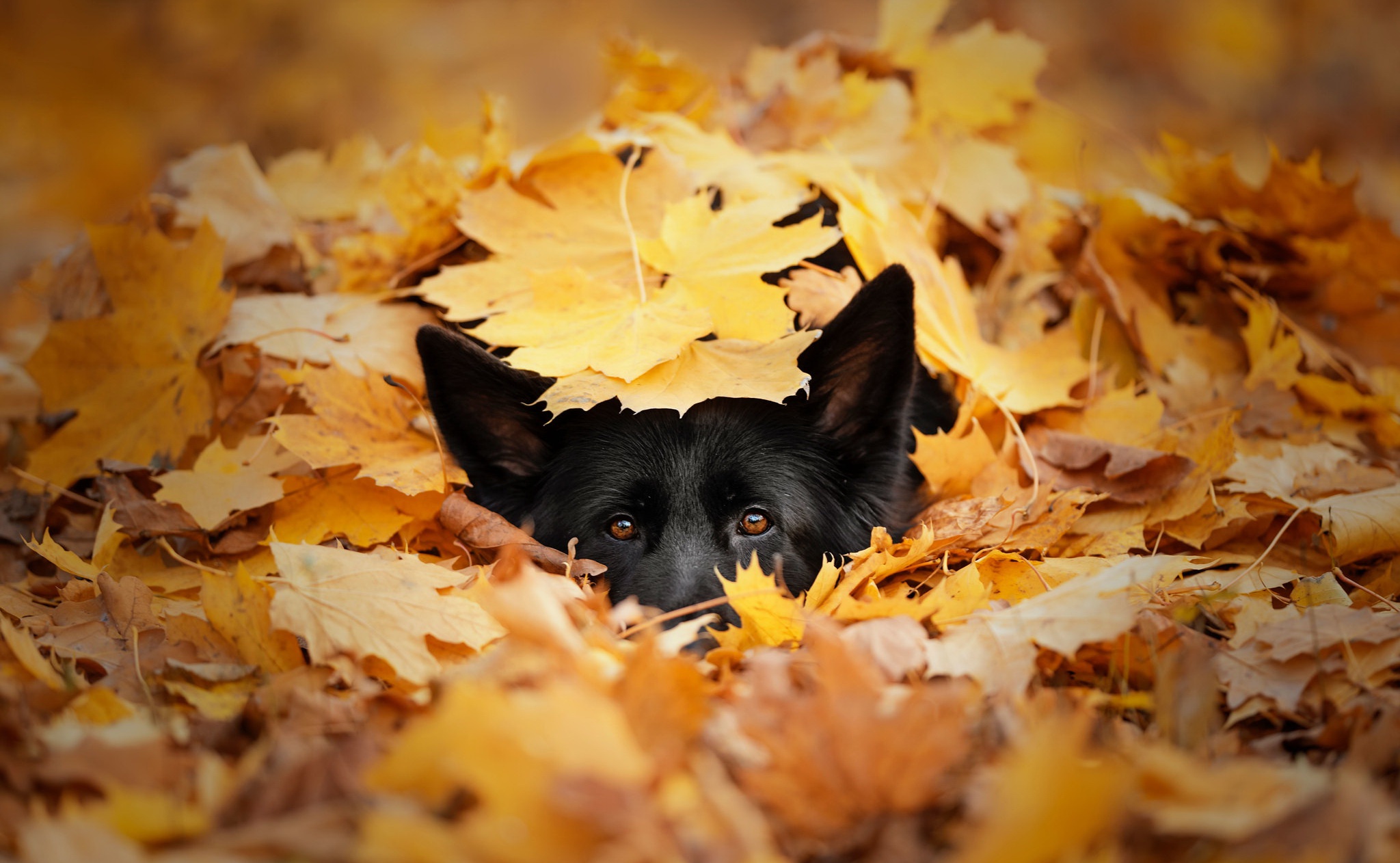 General 2048x1262 leaves dog animals fall outdoors