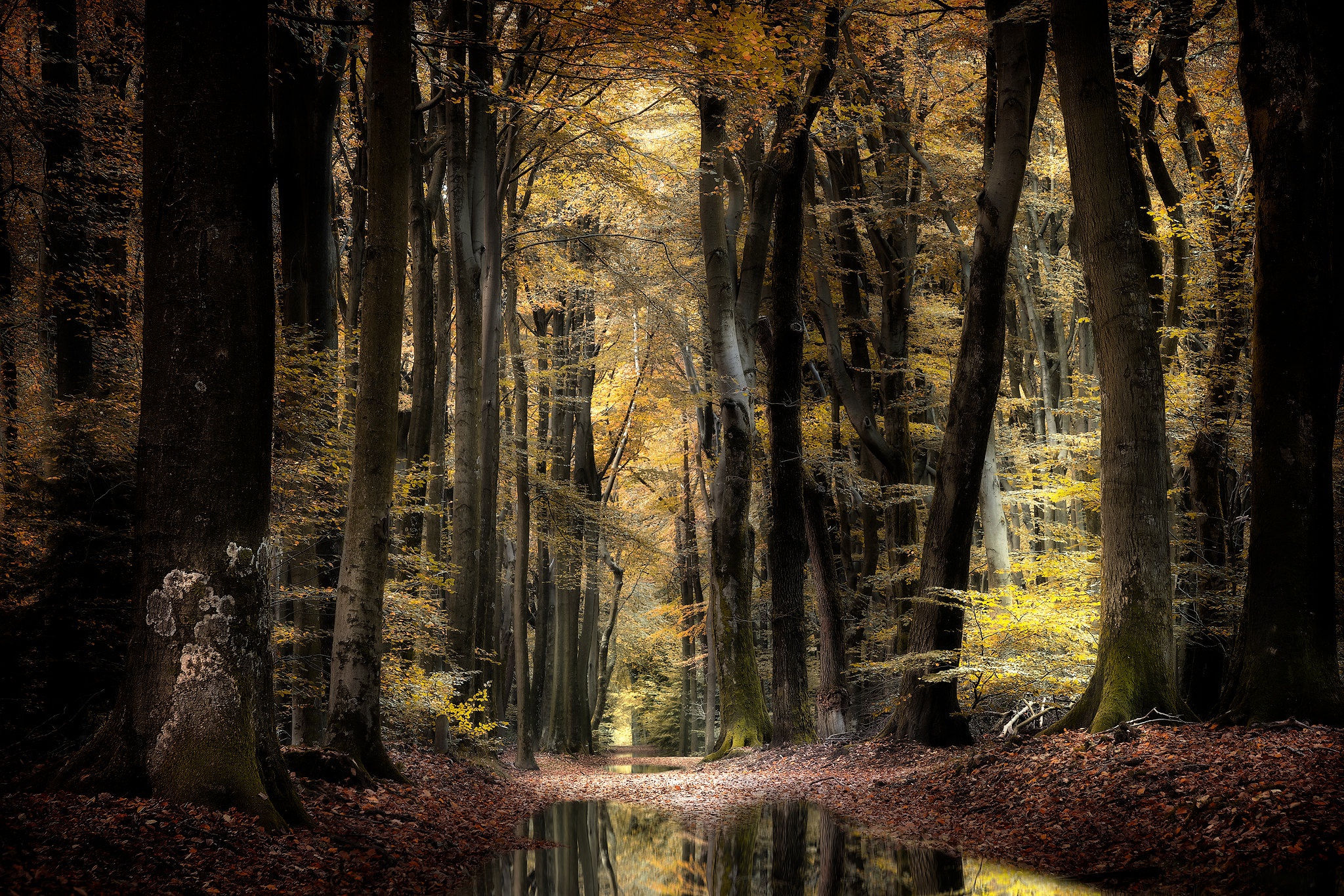 General 2048x1365 nature forest trees