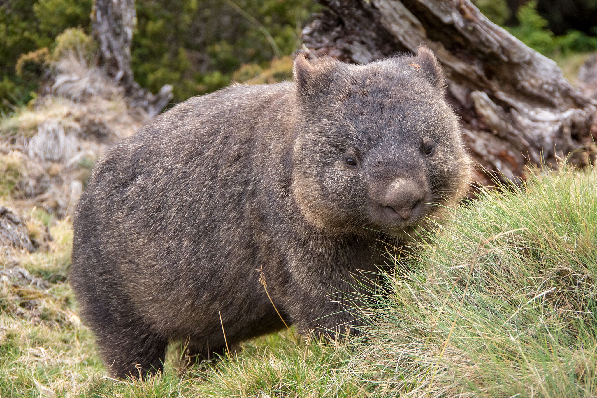 General 2048x1365 Wombat animals mammals