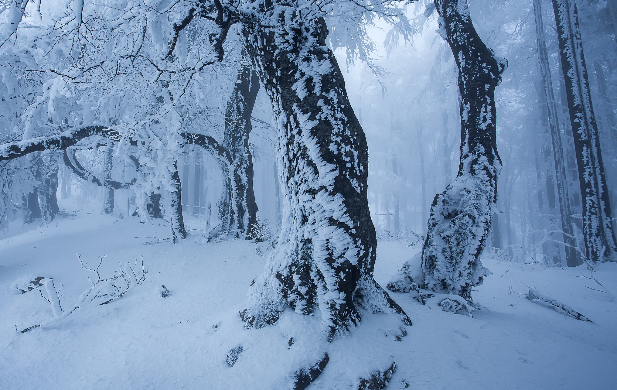 General 2032x1284 snow winter trees nature