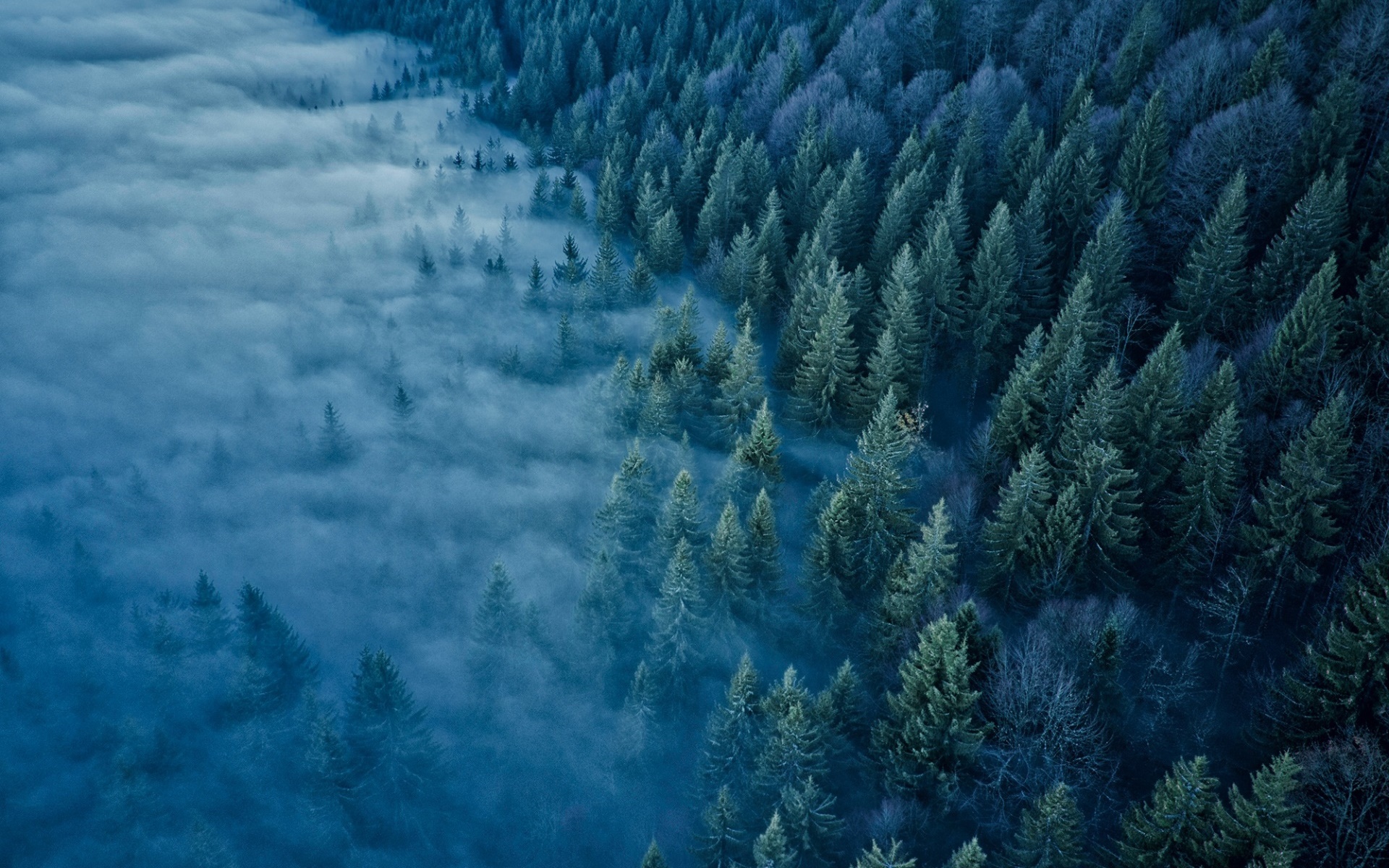 General 1920x1200 trees mist forest nature aerial view blue