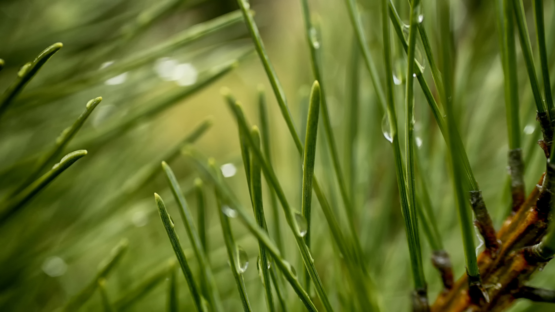 General 1920x1080 pine trees macro nature closeup water drops trees forest photography wet green