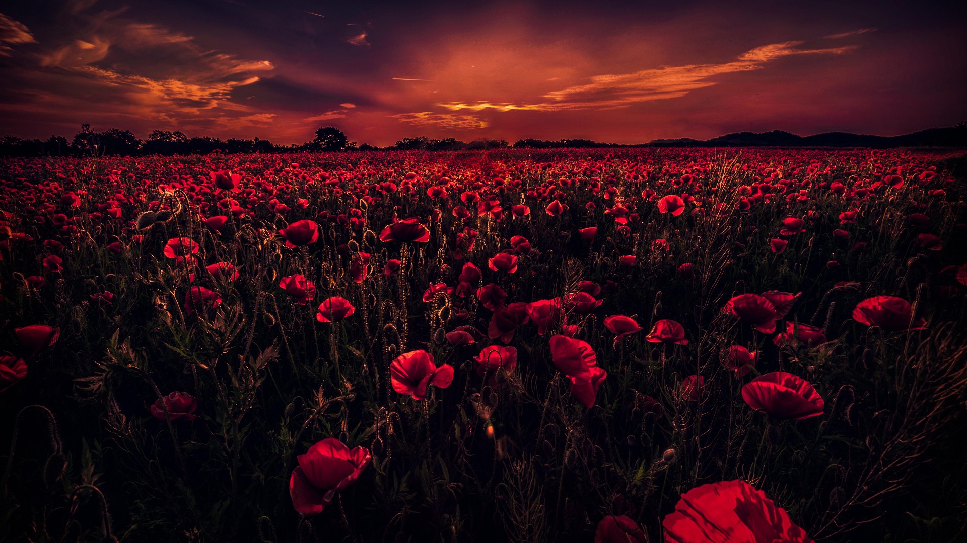 General 1920x1080 poppies nature flowers sunset field