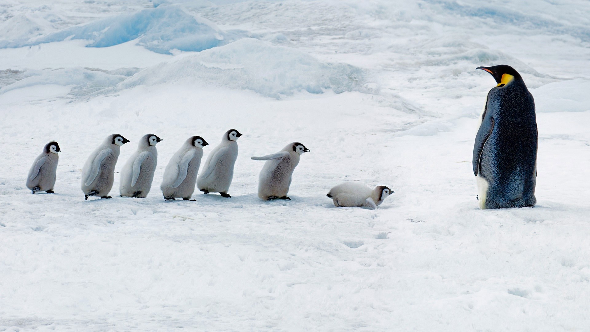 General 1920x1080 photography penguins animals