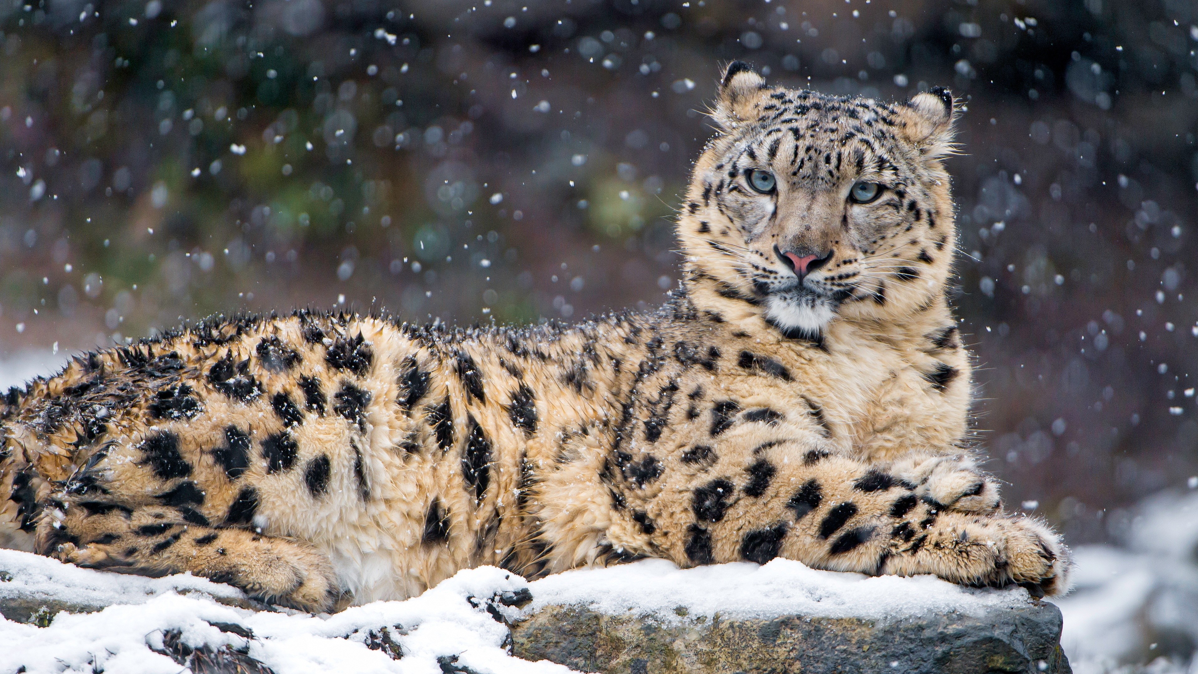 General 3840x2160 animals snow leopards leopard