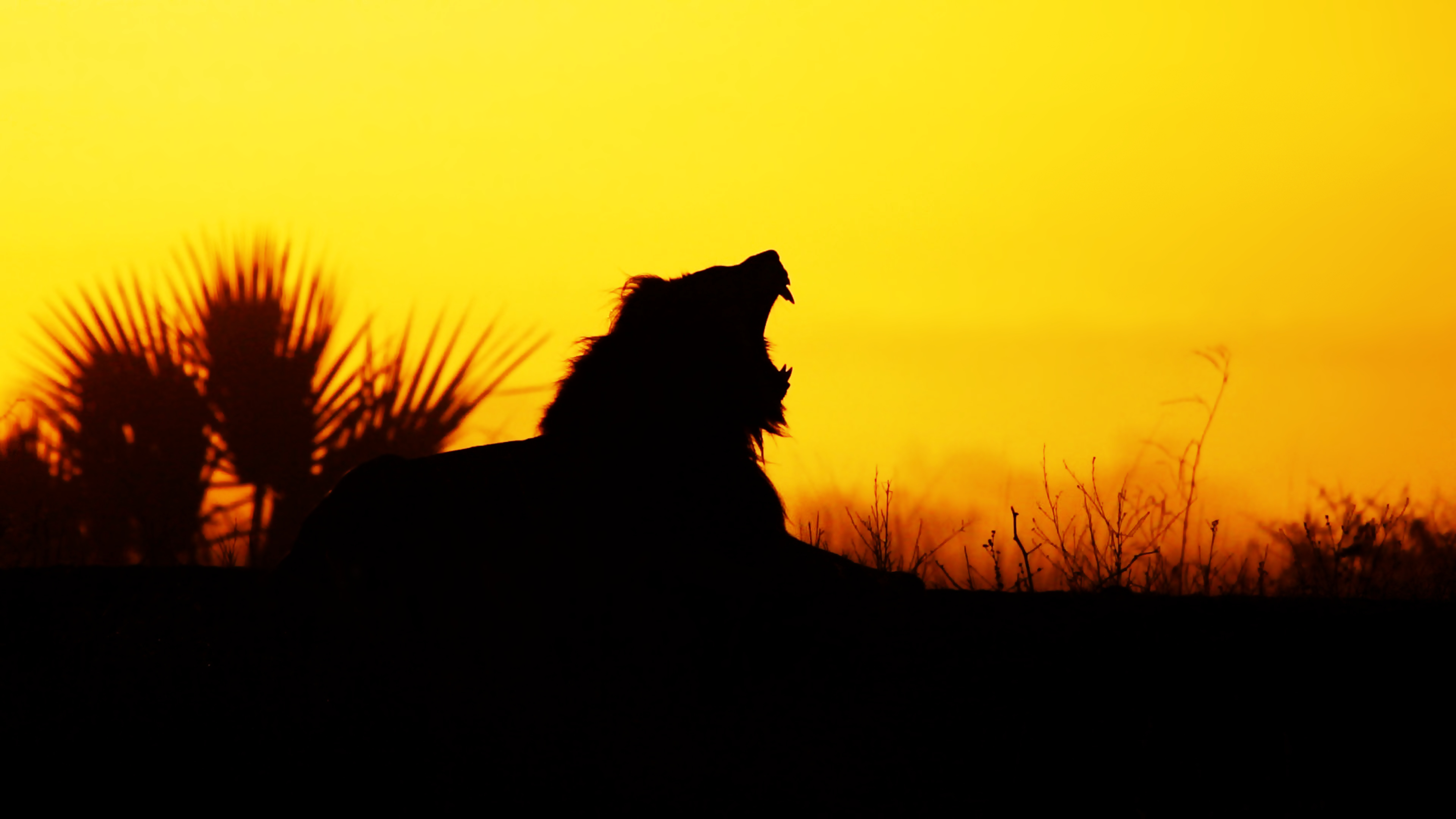 General 3840x2160 animals silhouette lion mammals feline