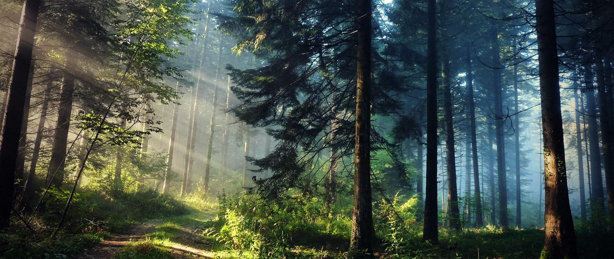 General 2560x1080 ultrawide photography nature trees forest sun rays