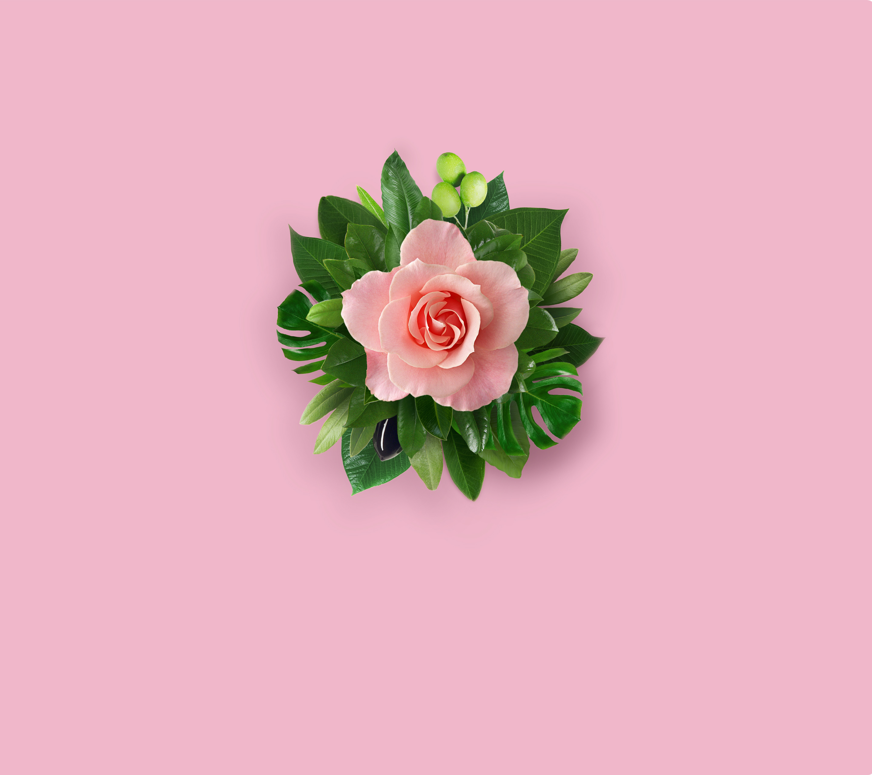 General 2880x2560 pink pink flowers pink background flowers