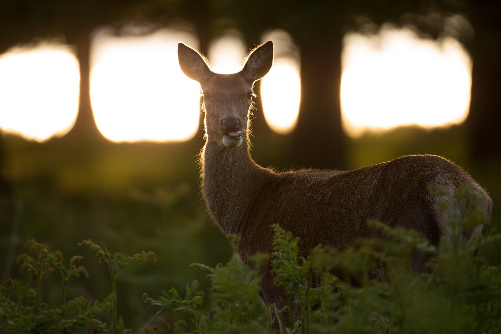 General 1600x1066 photography deer animals sunlight looking at viewer plants trees wildlife eating mammals