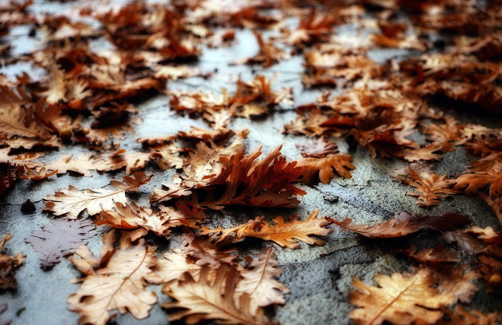 General 1920x1244 leaves fall fallen leaves oak closeup