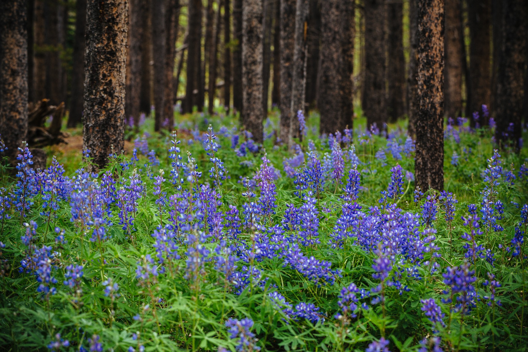 General 2048x1365 flowers plants purple flowers forest trees nature
