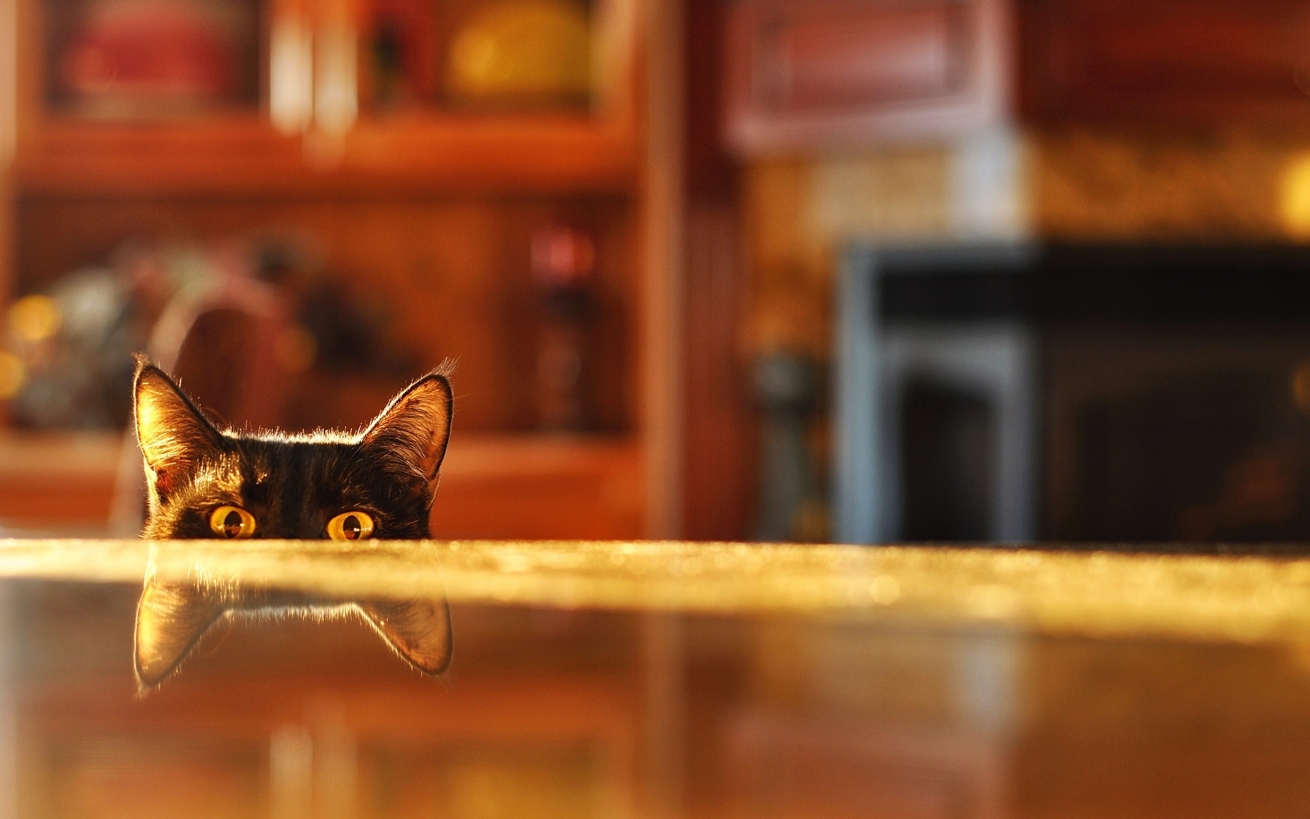 General 2560x1600 cats reflection blurred animals mammals animal eyes yellow eyes indoors