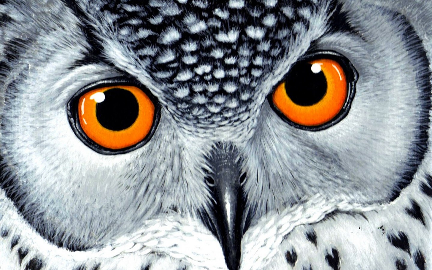 General 1440x900 owl animals birds drawing white yellow eyes orange closeup animal eyes