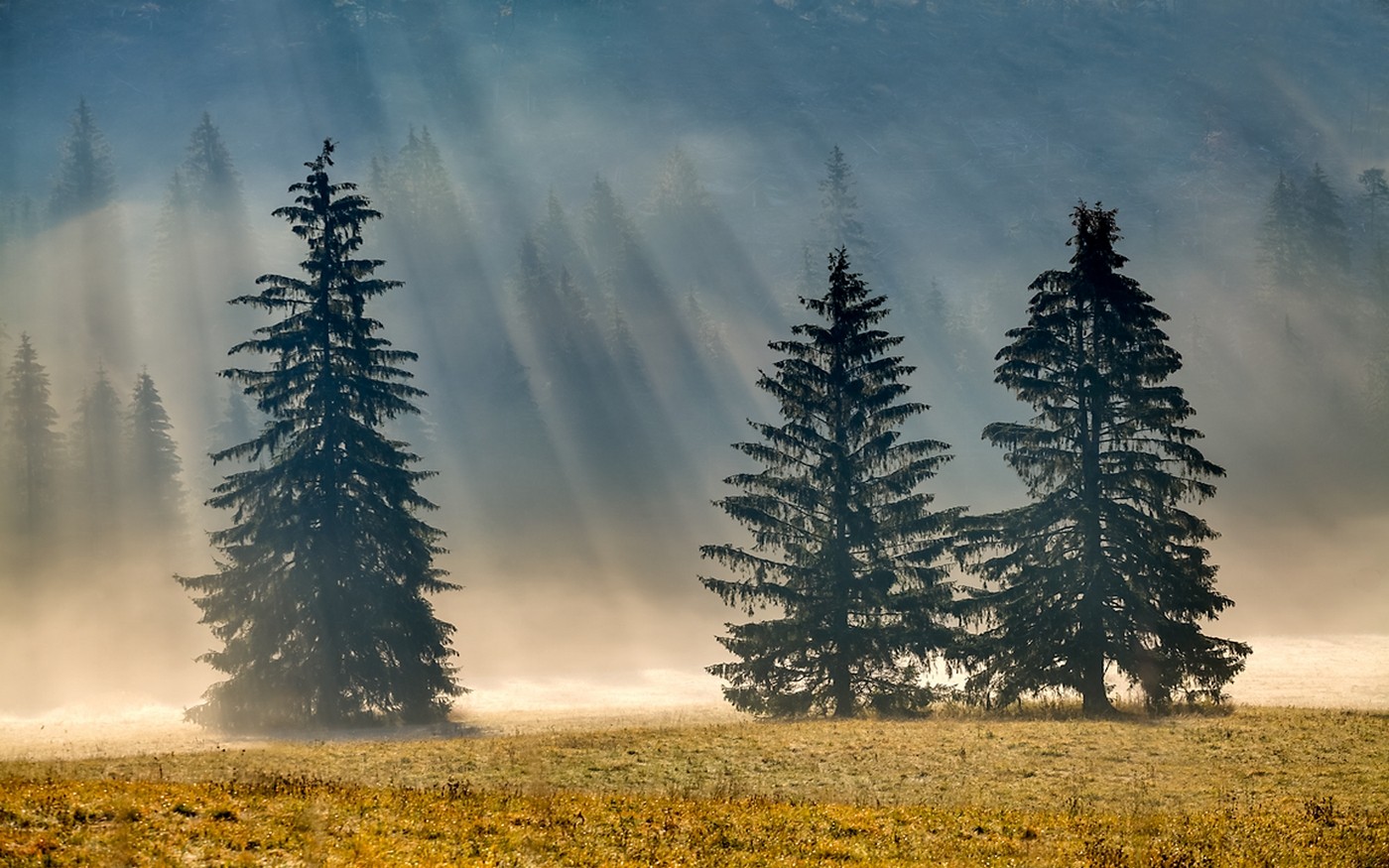 General 1400x875 photography nature pine trees morning sunlight mist forest dry grass sun rays
