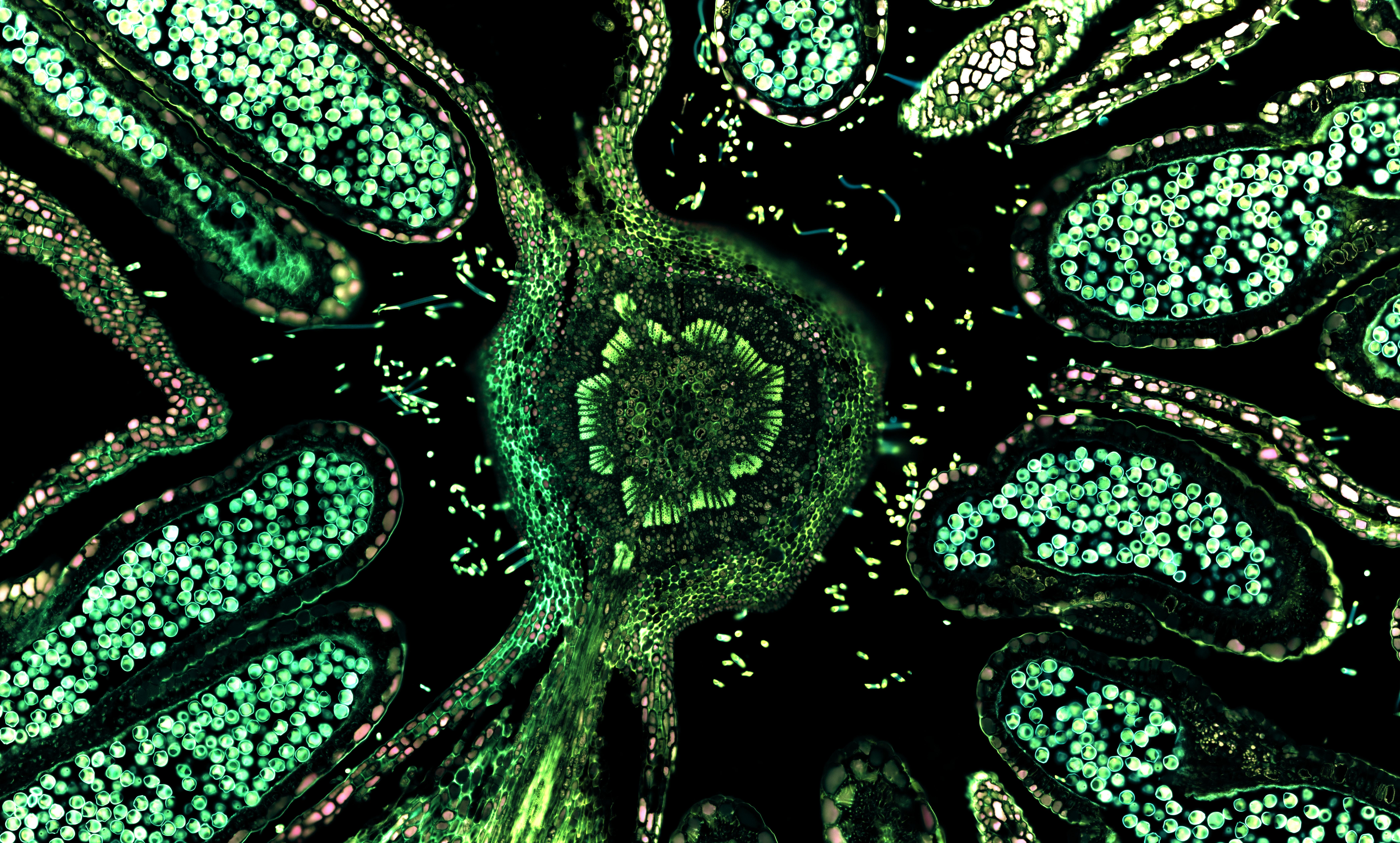 General 8396x5059 green Cells (Biology) macro closeup biology 