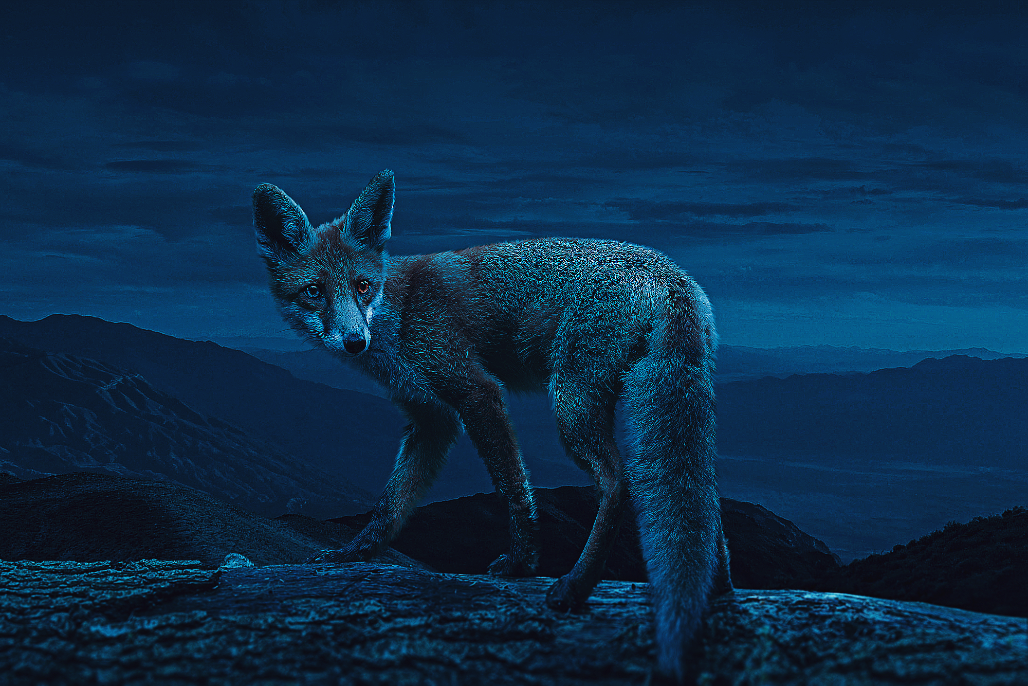 General 2000x1334 fox animals night photoshopped nature low light digital art