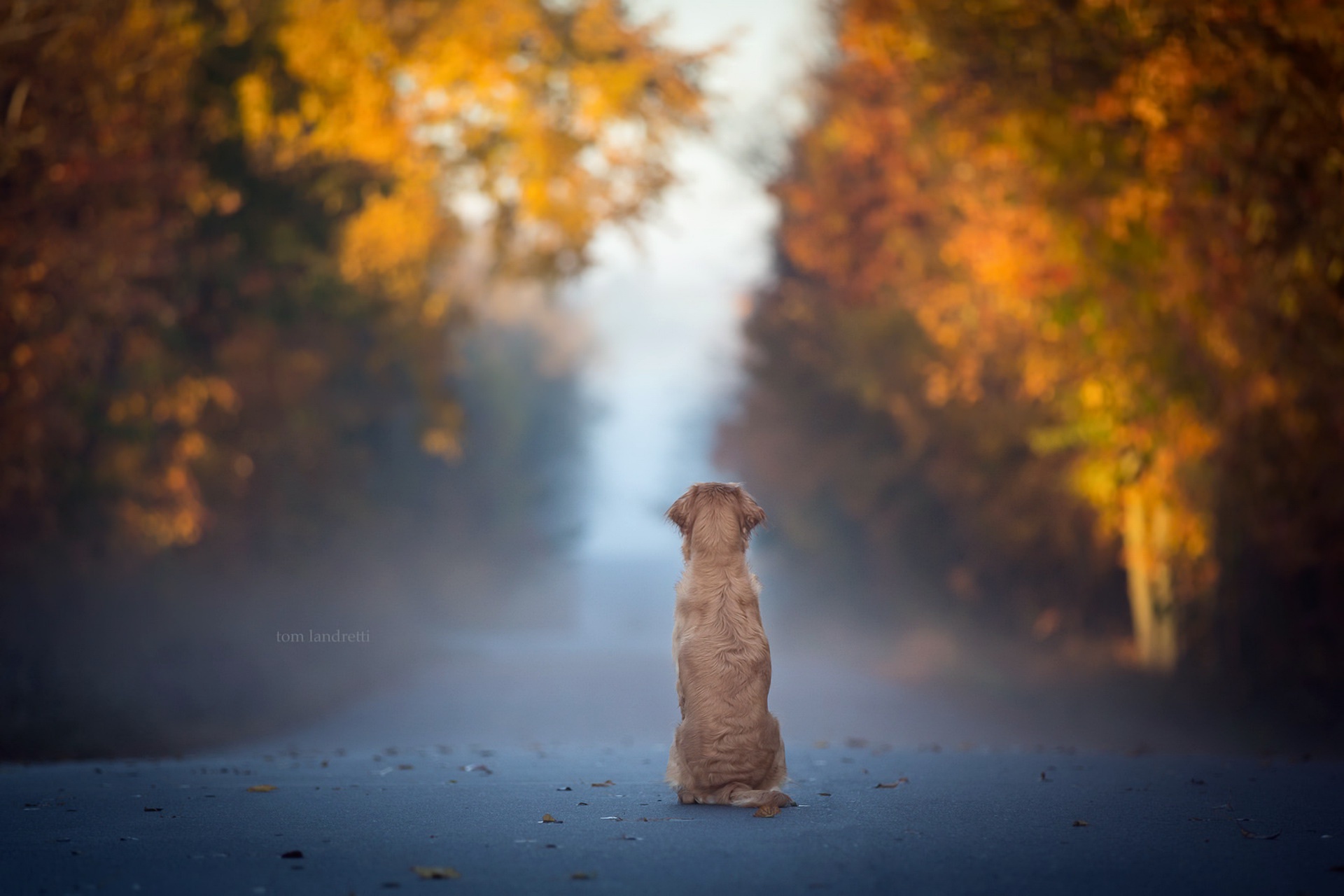 General 1920x1280 dog fall leaves blue animals mist road solice