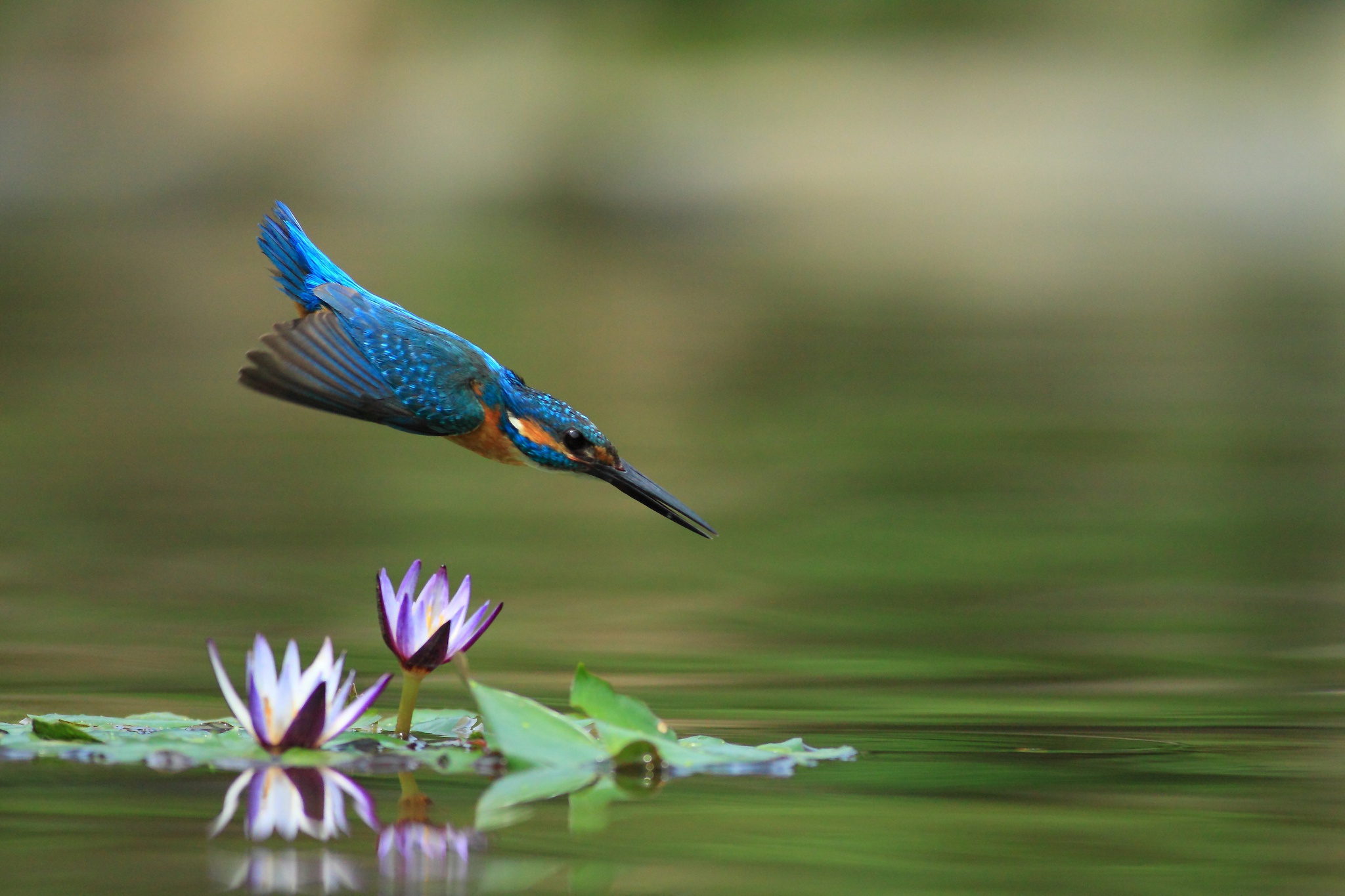 General 2048x1365 nature animals birds kingfisher water lilies closeup blurred blurry background water
