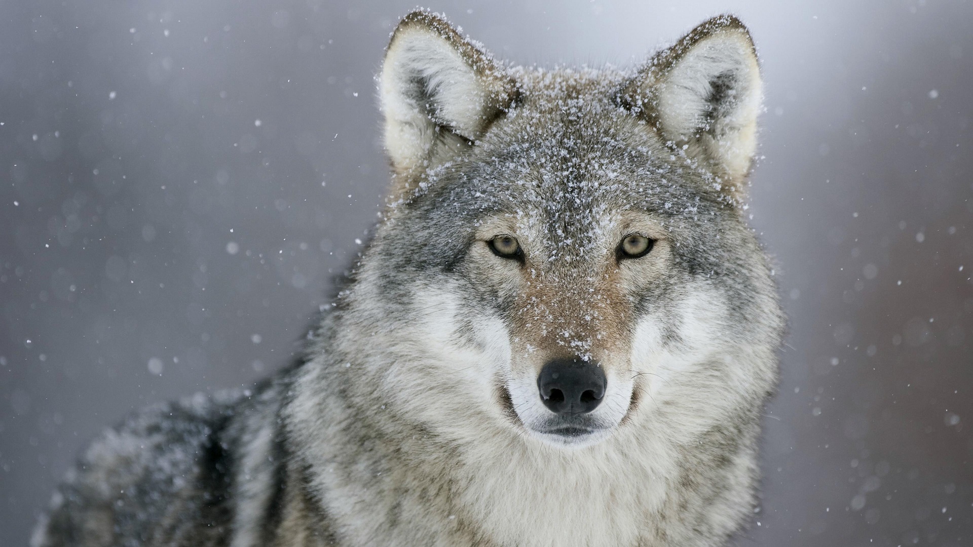 General 1920x1080 animals photography wolf looking at viewer snowing wildlife