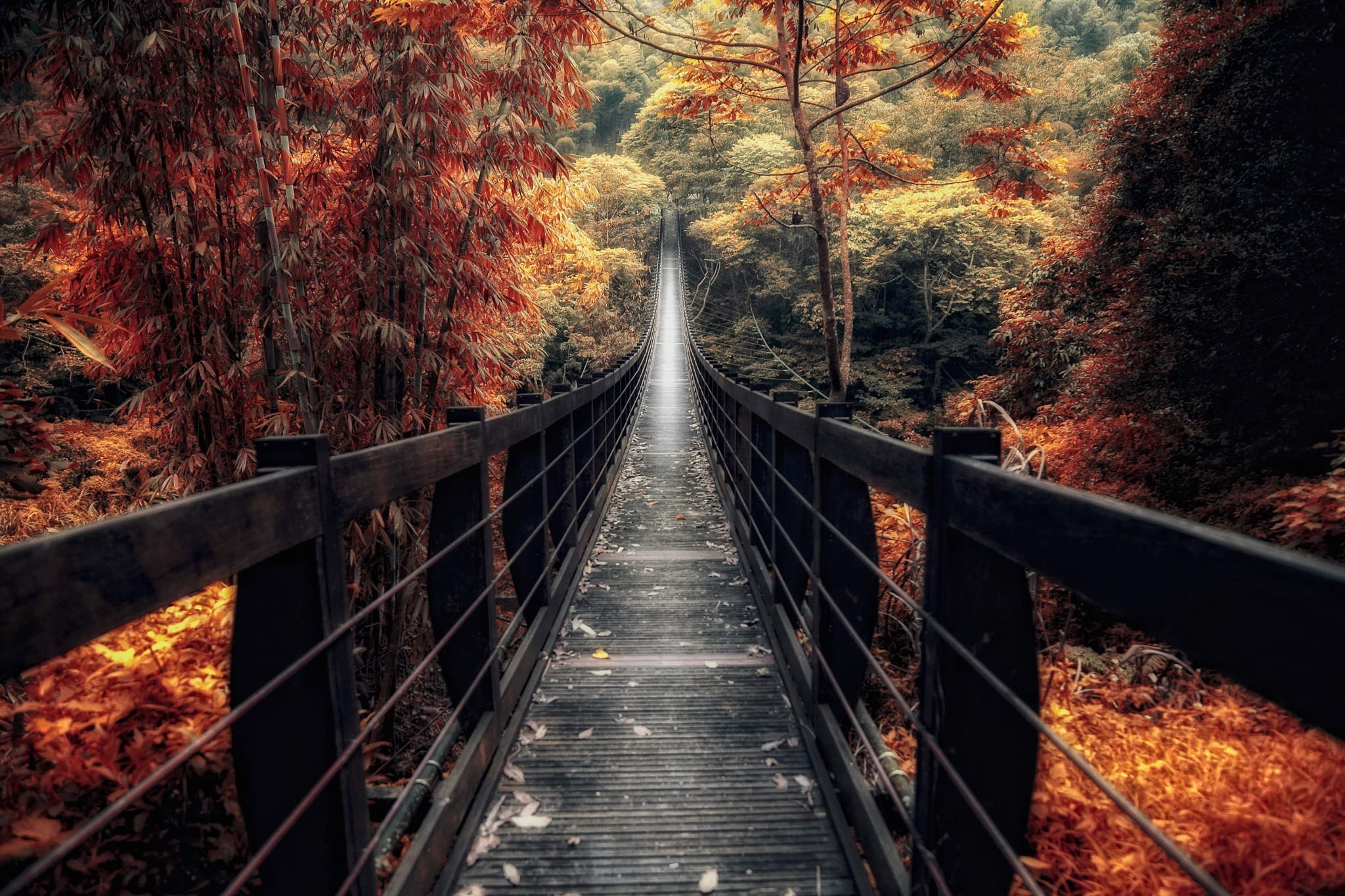 Nature Landscape Bridge Wooden Surface Fall Forest Walkway Path