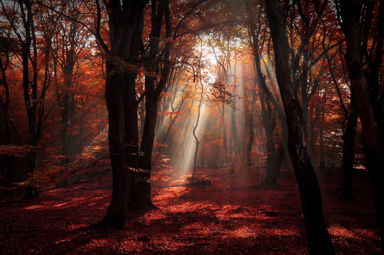 General 1230x817 nature forest red leaves sun rays sunlight trees