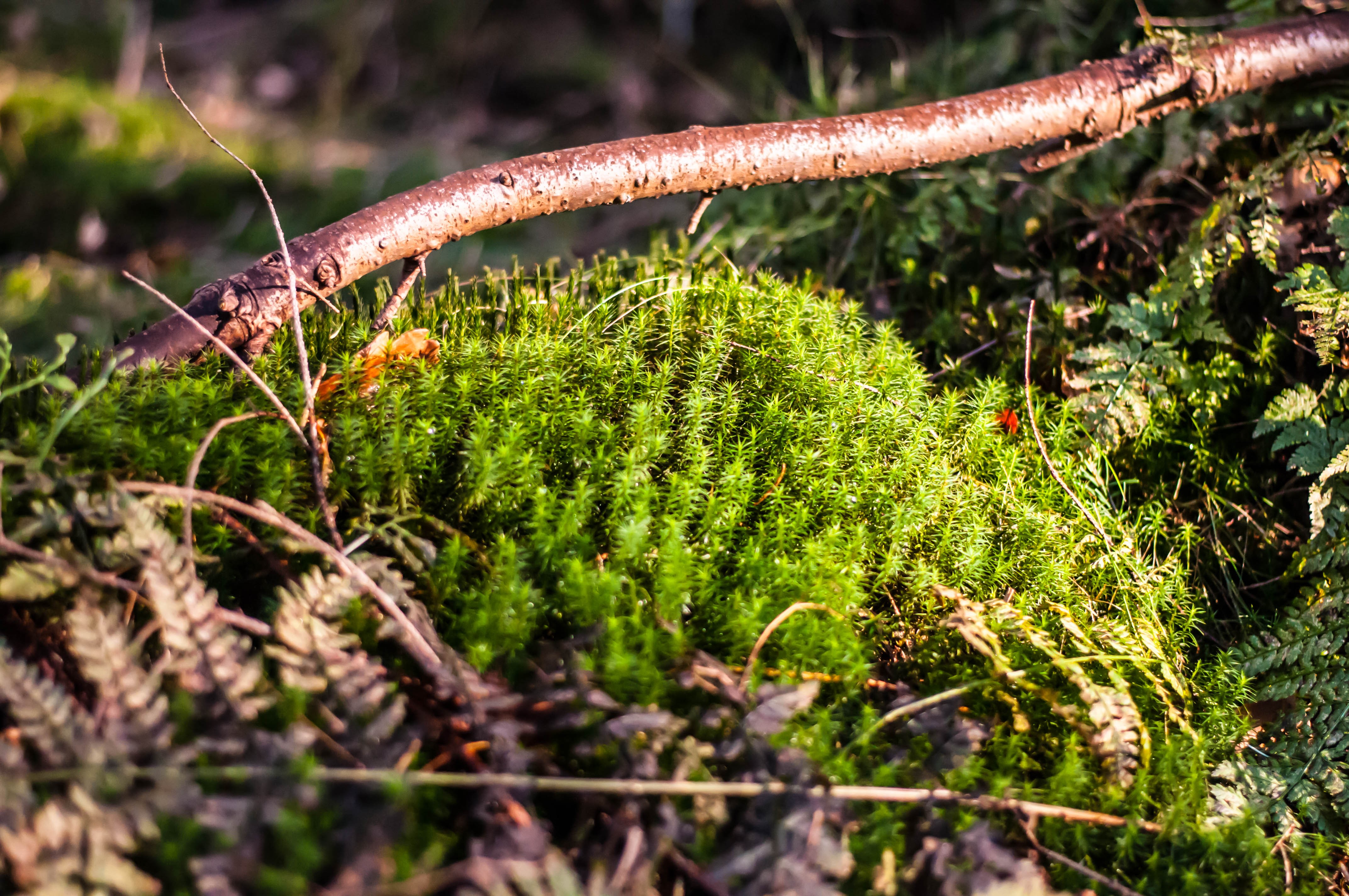 General 4288x2848 forest moss nature plants
