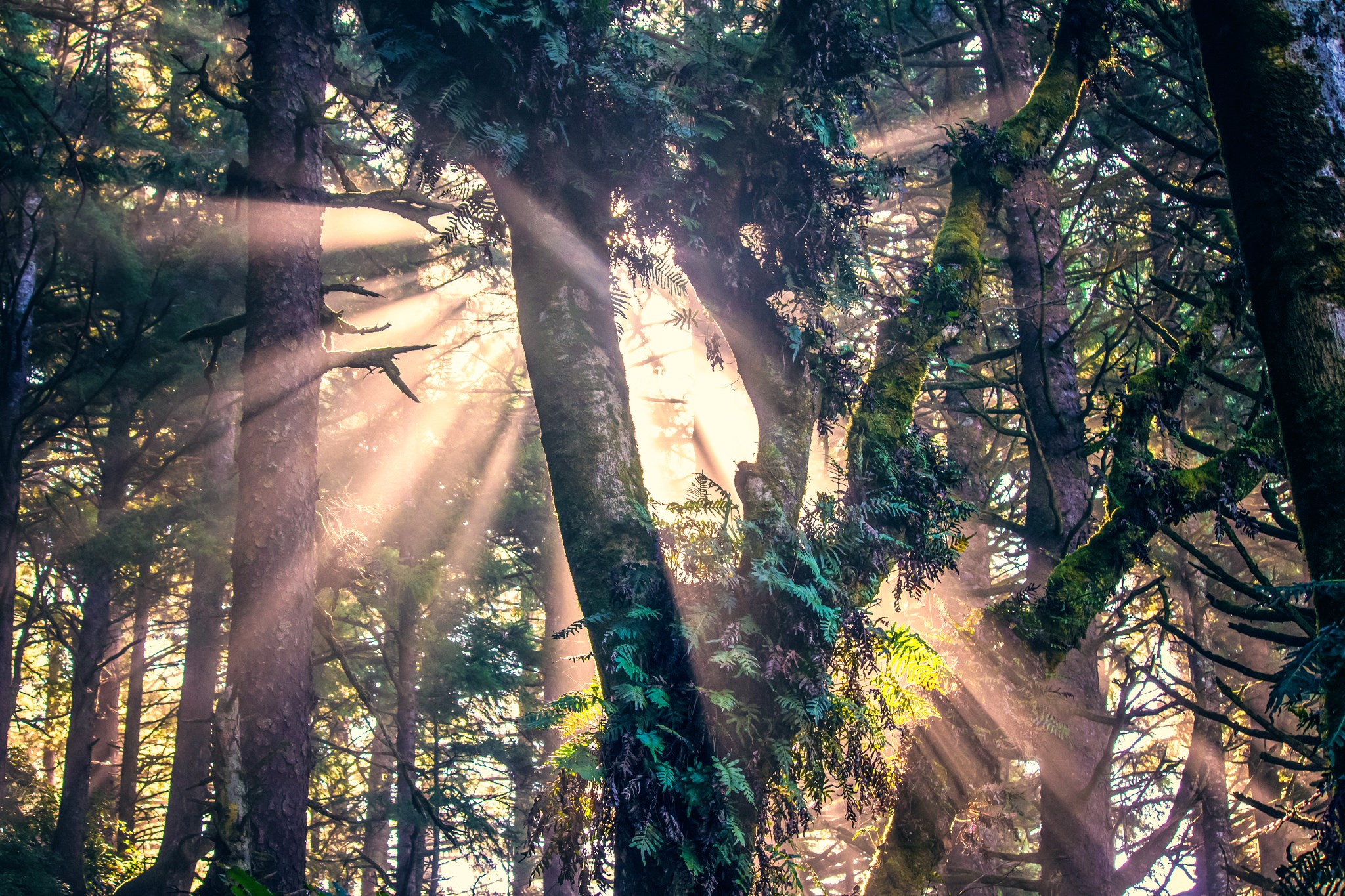 General 2048x1365 sunlight nature forest trees sun rays