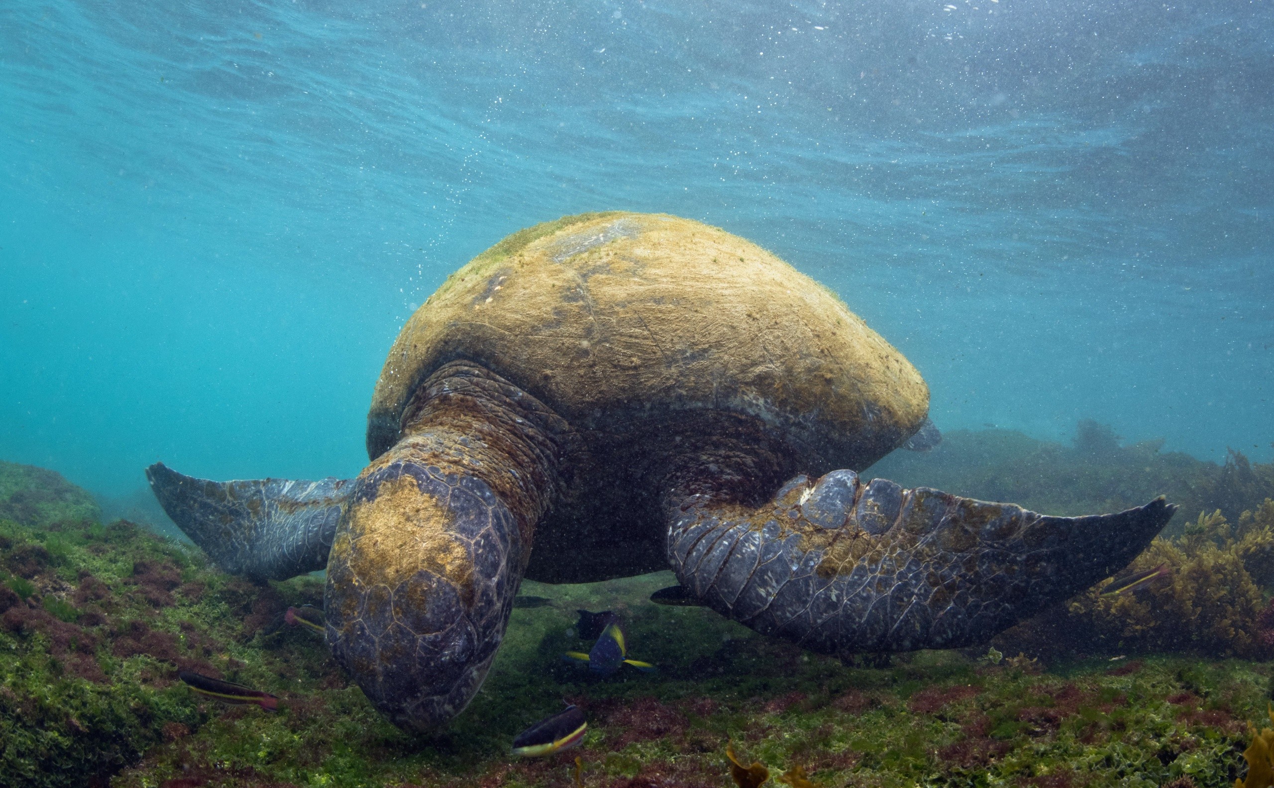 General 2560x1584 animals sea turtle underwater islas galapagos