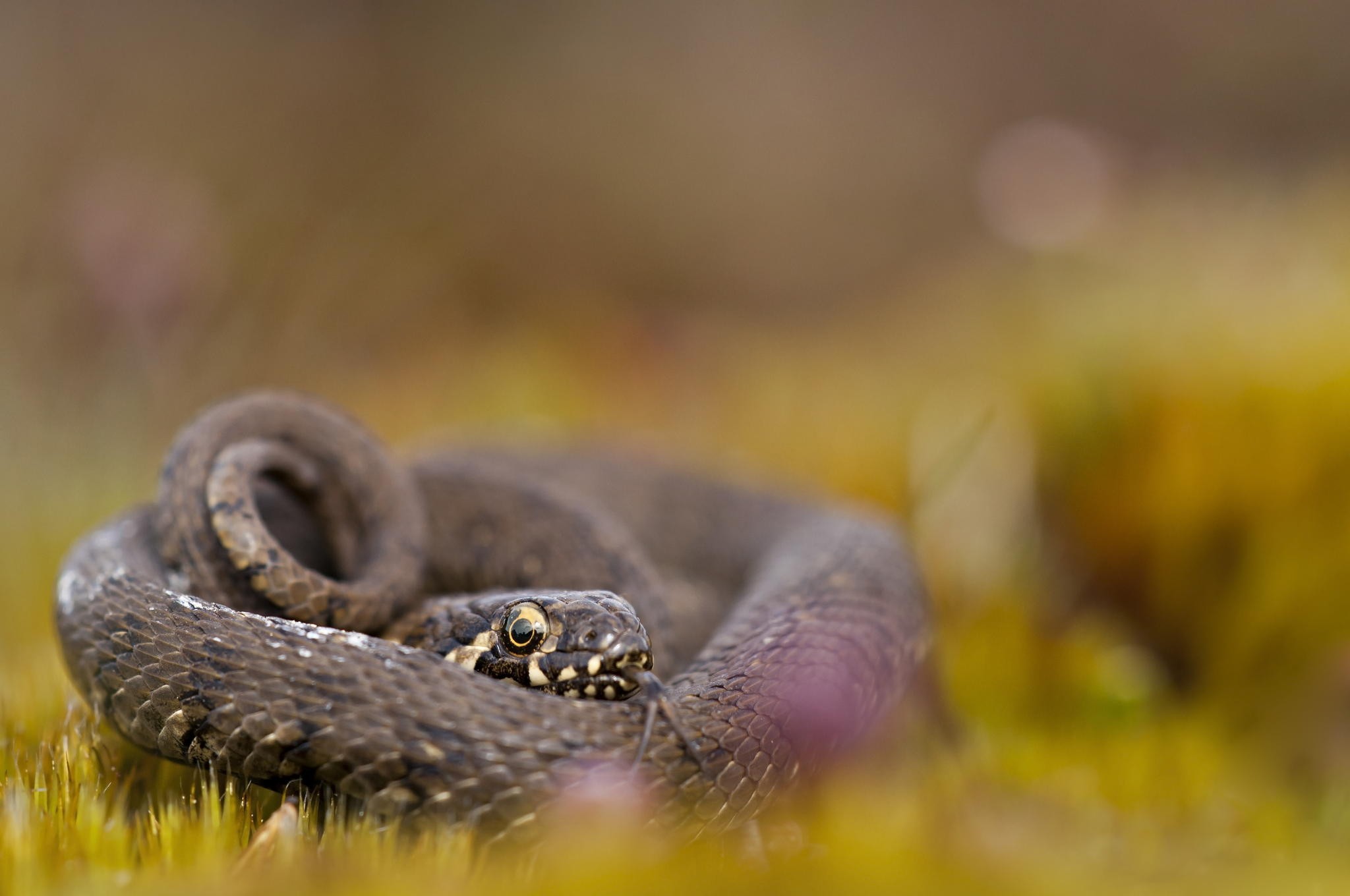 General 2048x1360 photography nature macro snake depth of field grass rest bokeh reptiles animals