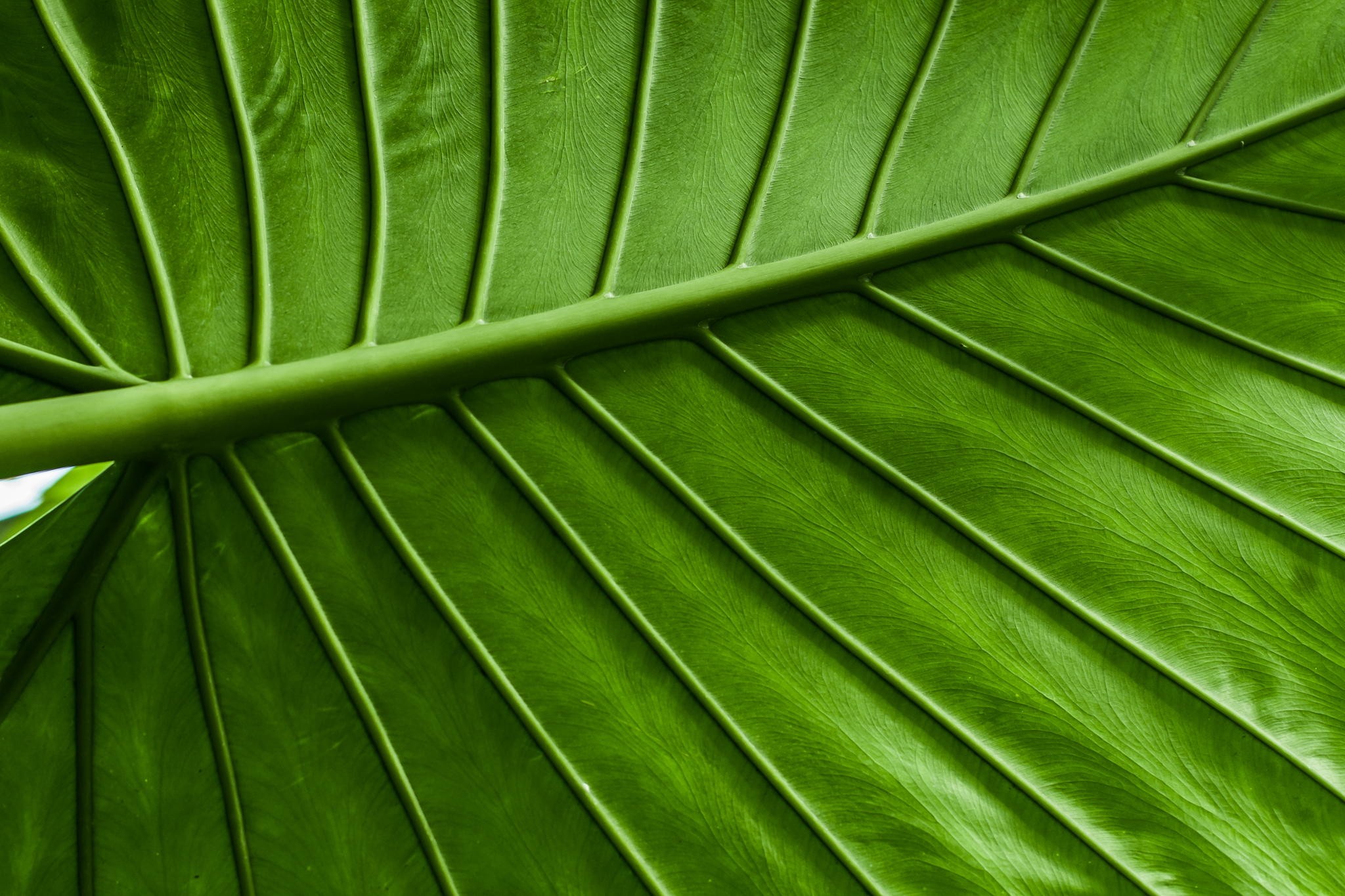 Тропические листья макро
