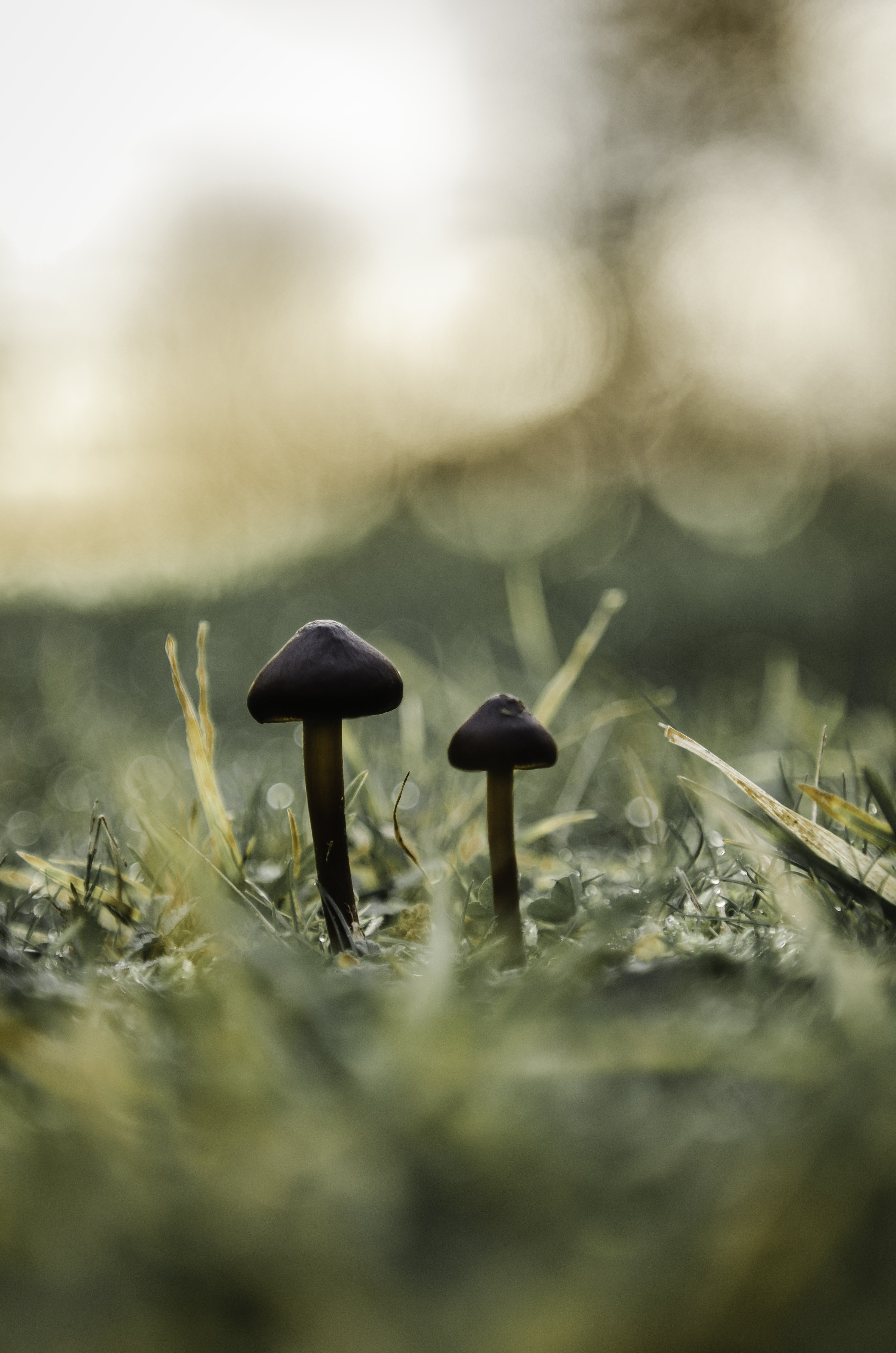 General 3264x4928 nature mushroom plants closeup portrait display macro blurred blurry background ground