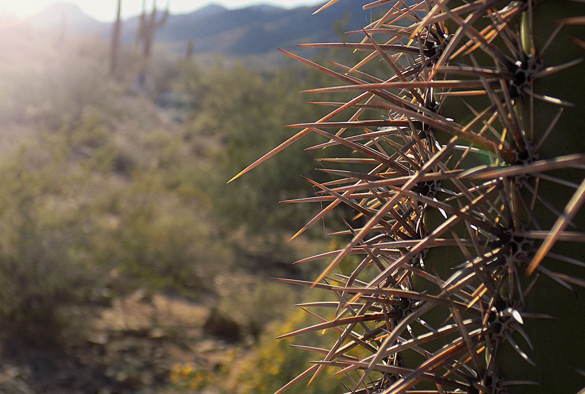 General 1200x808 nature closeup photography desert landscape cactus plants