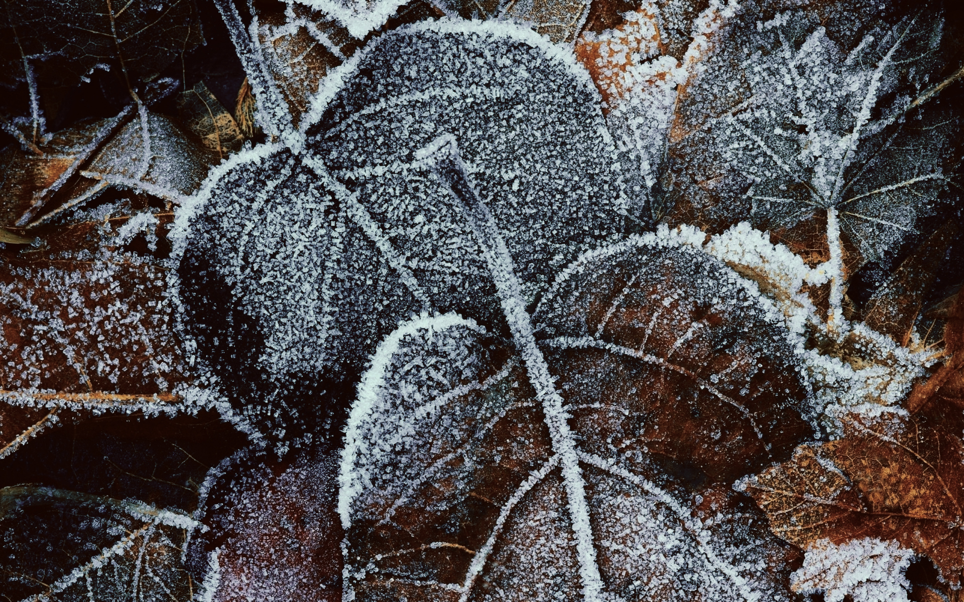 General 1920x1200 leaves winter frost macro