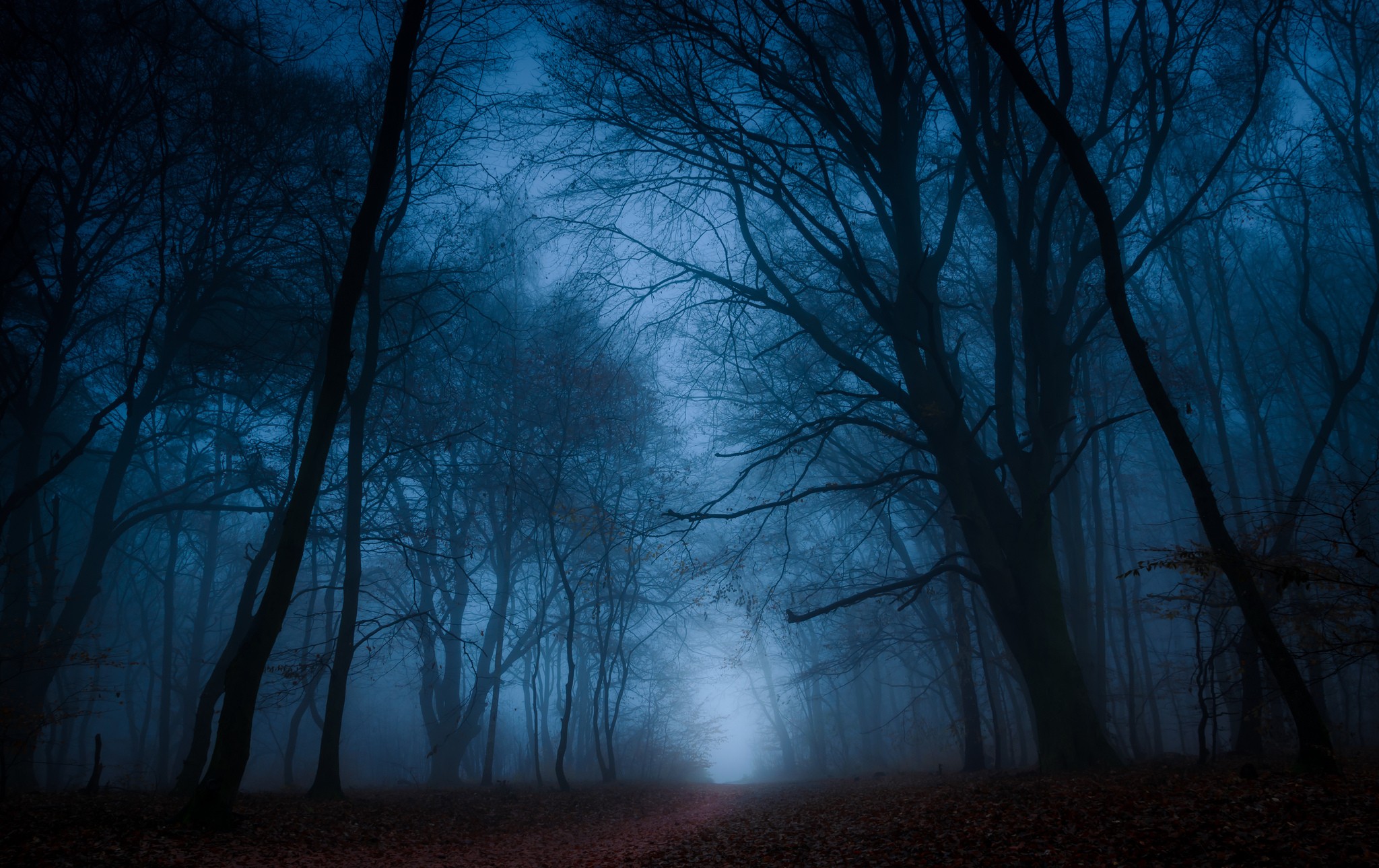 General 2048x1289 trees forest dark outdoors mist path fall blue nature spooky