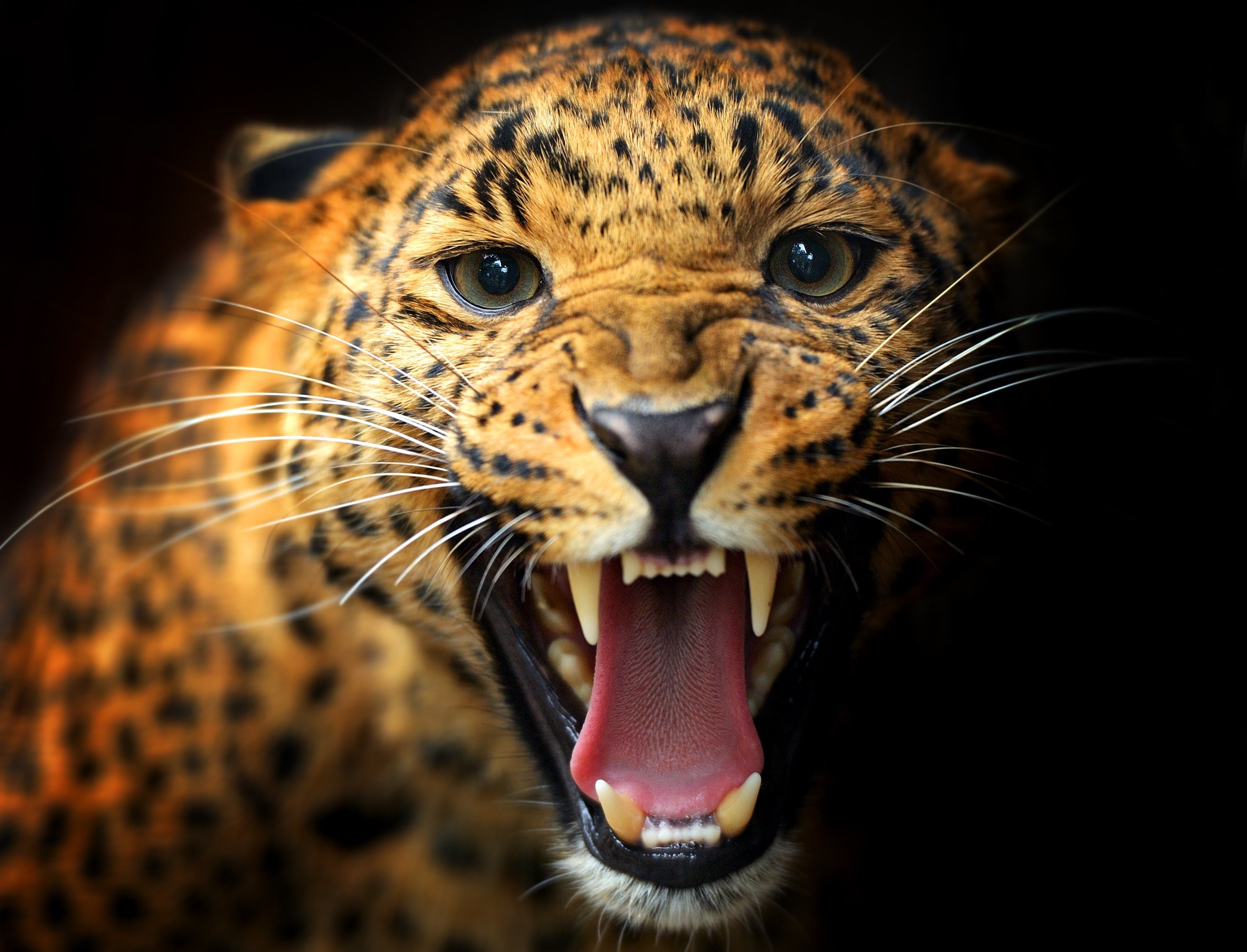 General 2625x2005 animals feline big cats leopard mammals frontal view