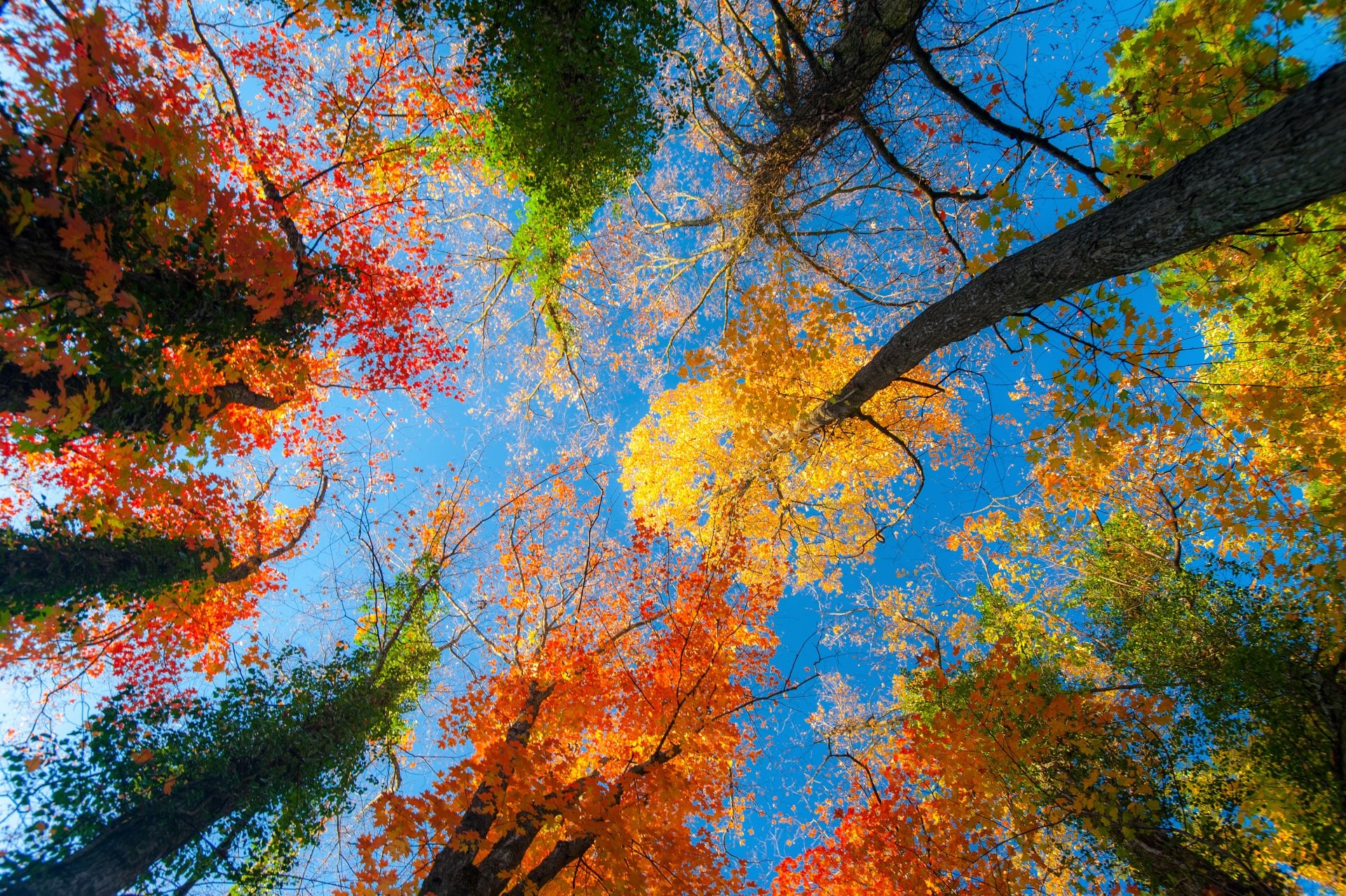General 1920x1278 fall trees colorful sky blue clear sky orange yellow blue green nature