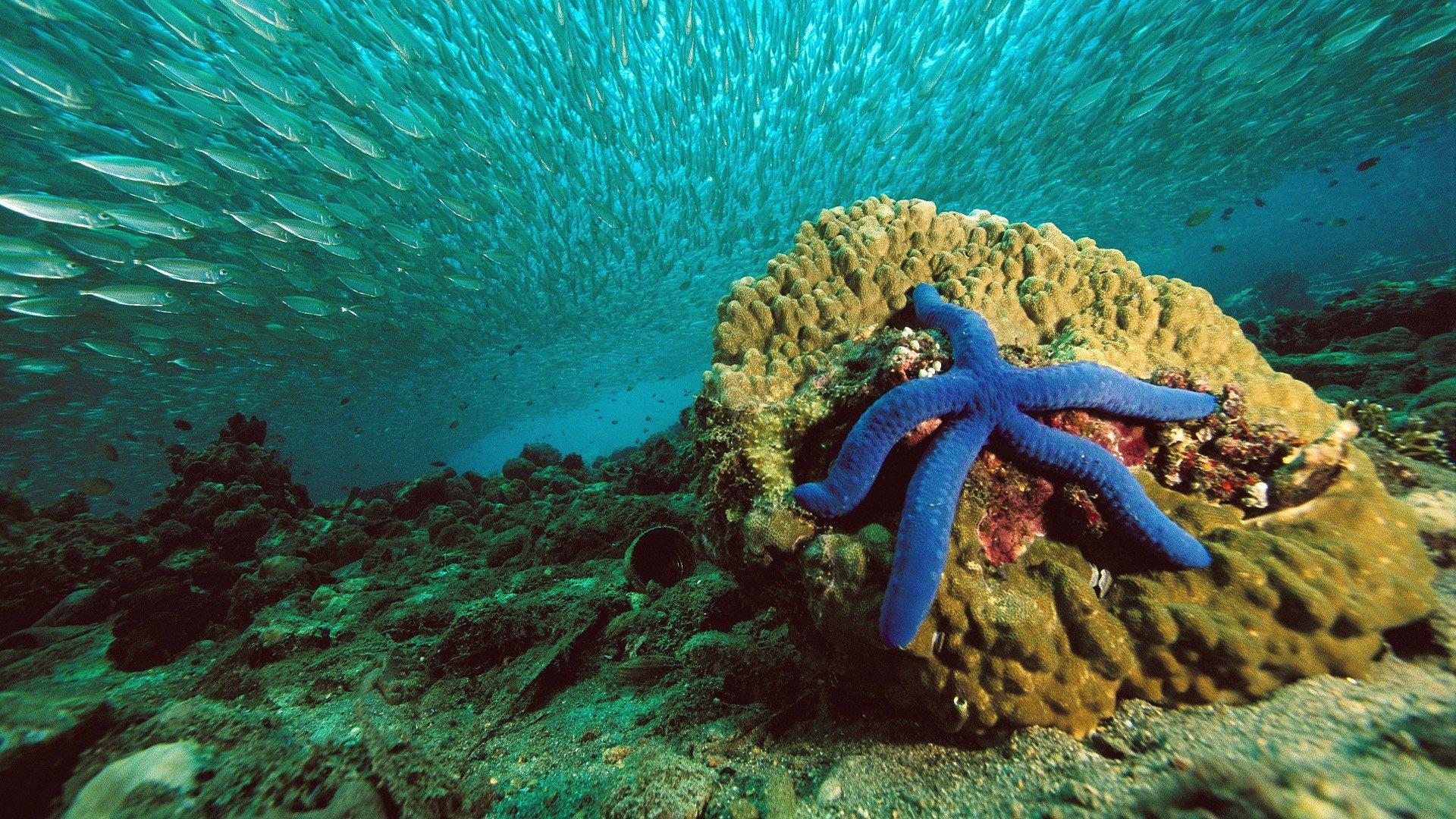 General 1920x1080 nature starfish sea water underwater fish coral
