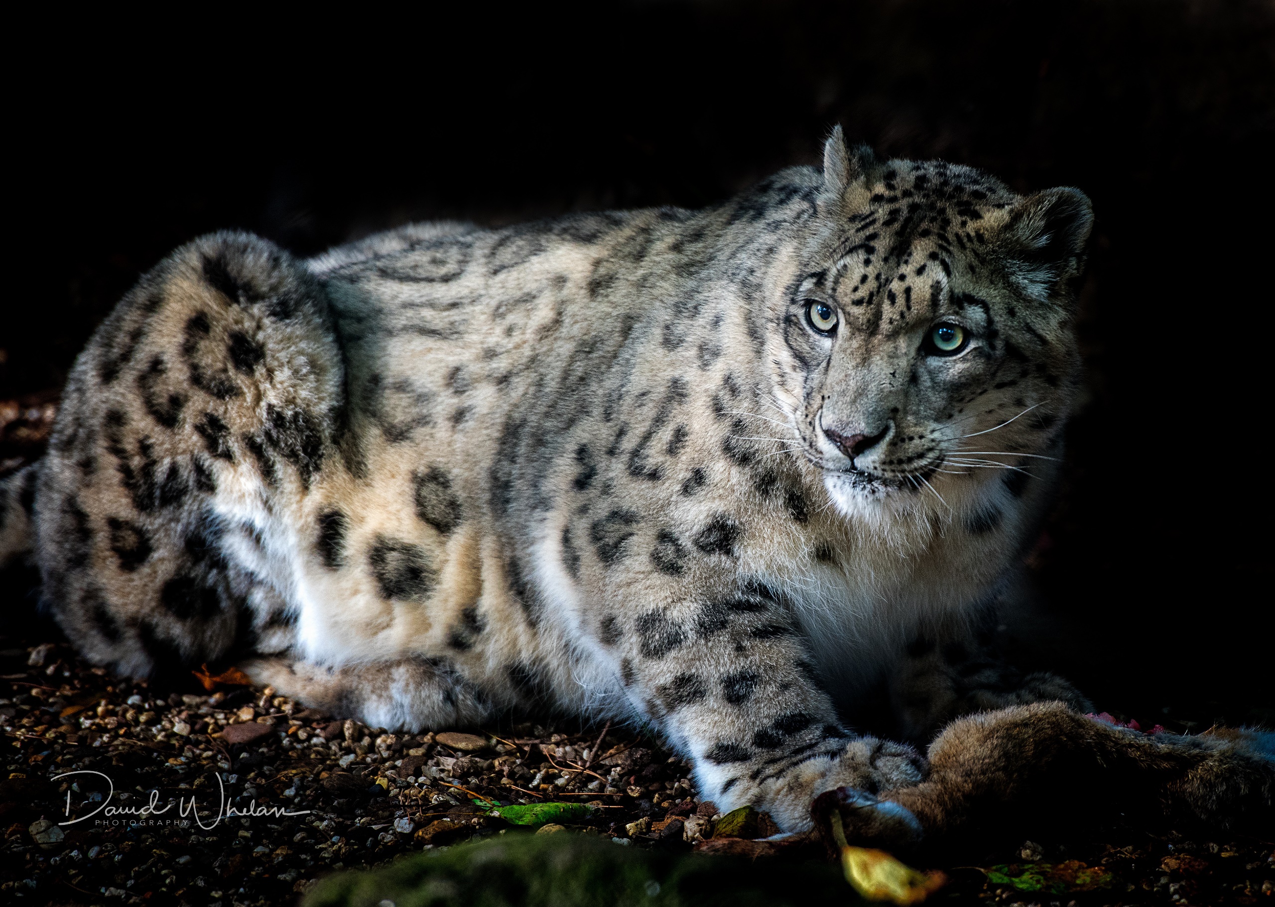 General 2560x1822 big cats mammals animals snow leopards closeup watermarked