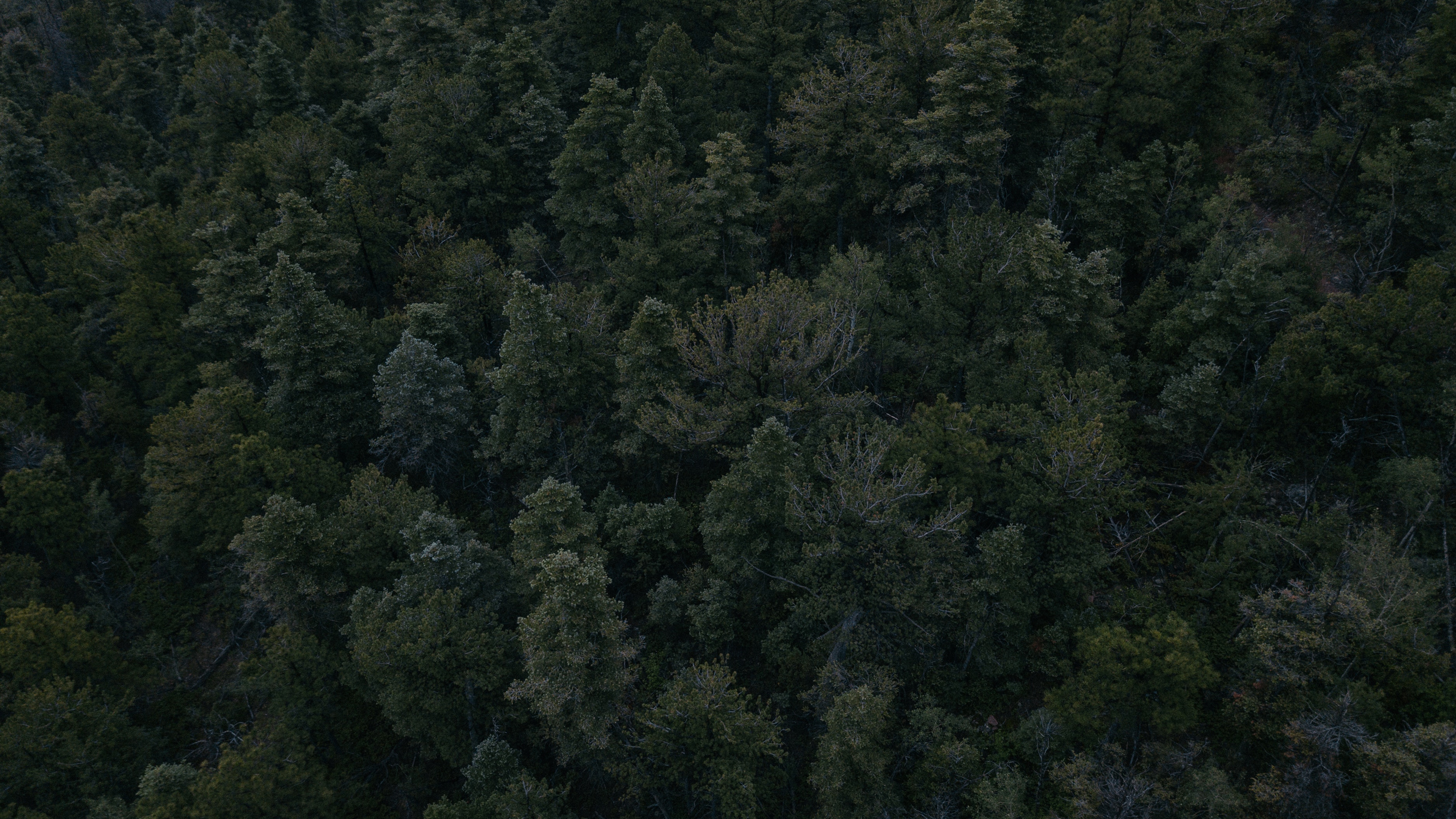 General 3840x2160 landscape forest aerial view trees