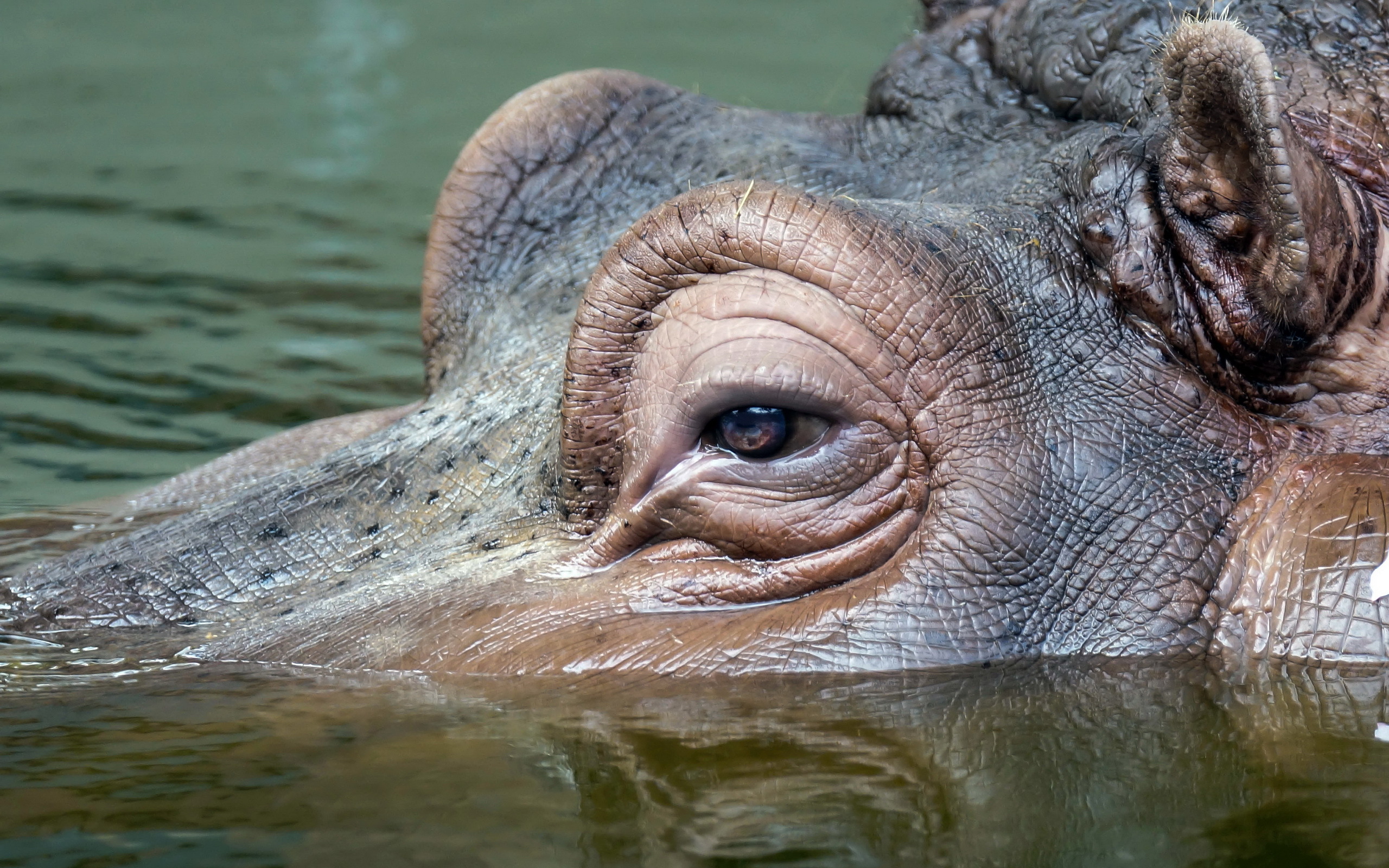 General 2560x1600 animals mammals nature water hippos closeup in water