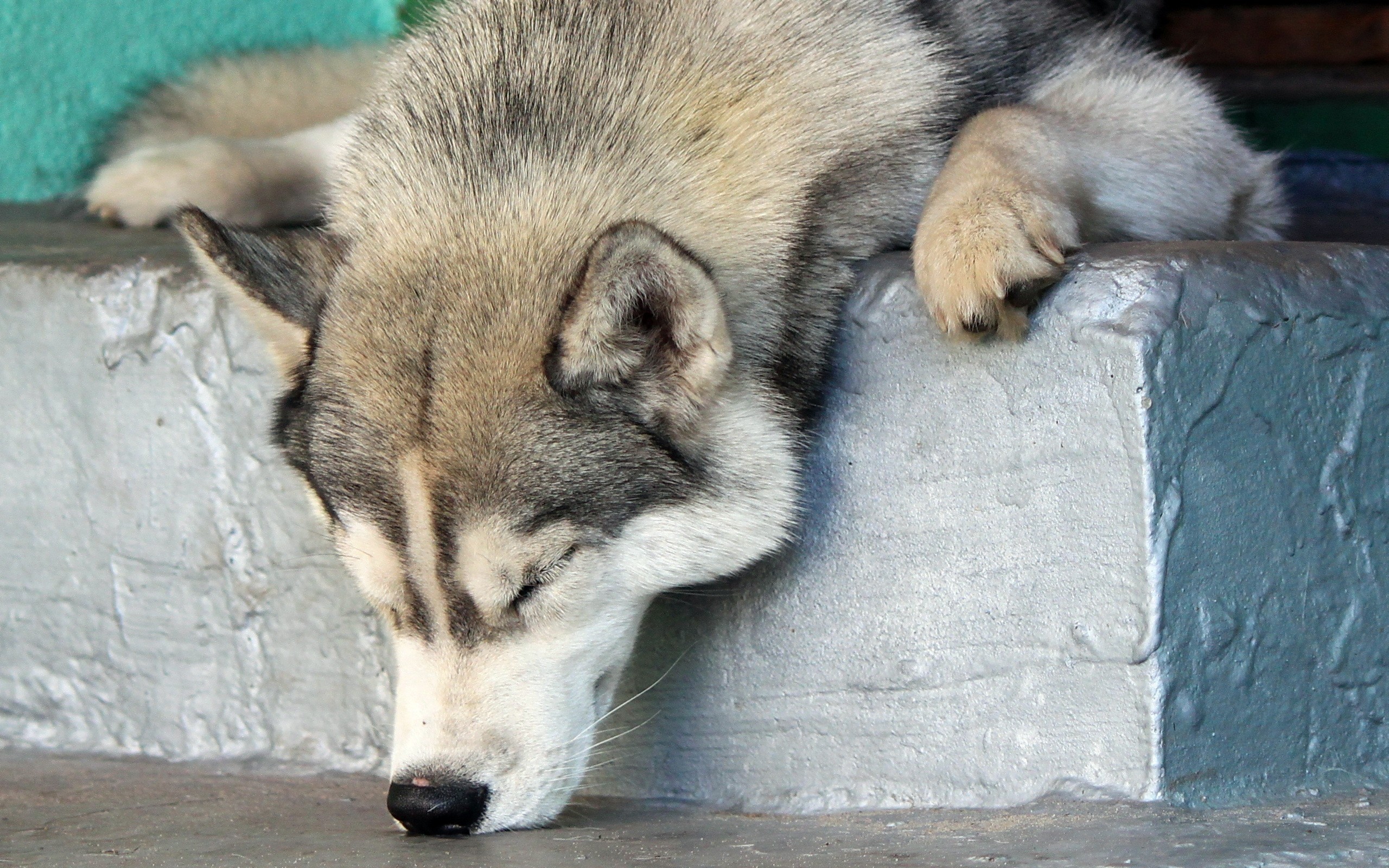 General 2560x1600 animals dog fur closed eyes Alaskan Malamute sleeping