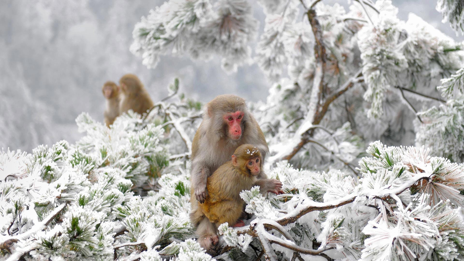 General 1920x1080 animals nature Japan winter apes snow cold macaques