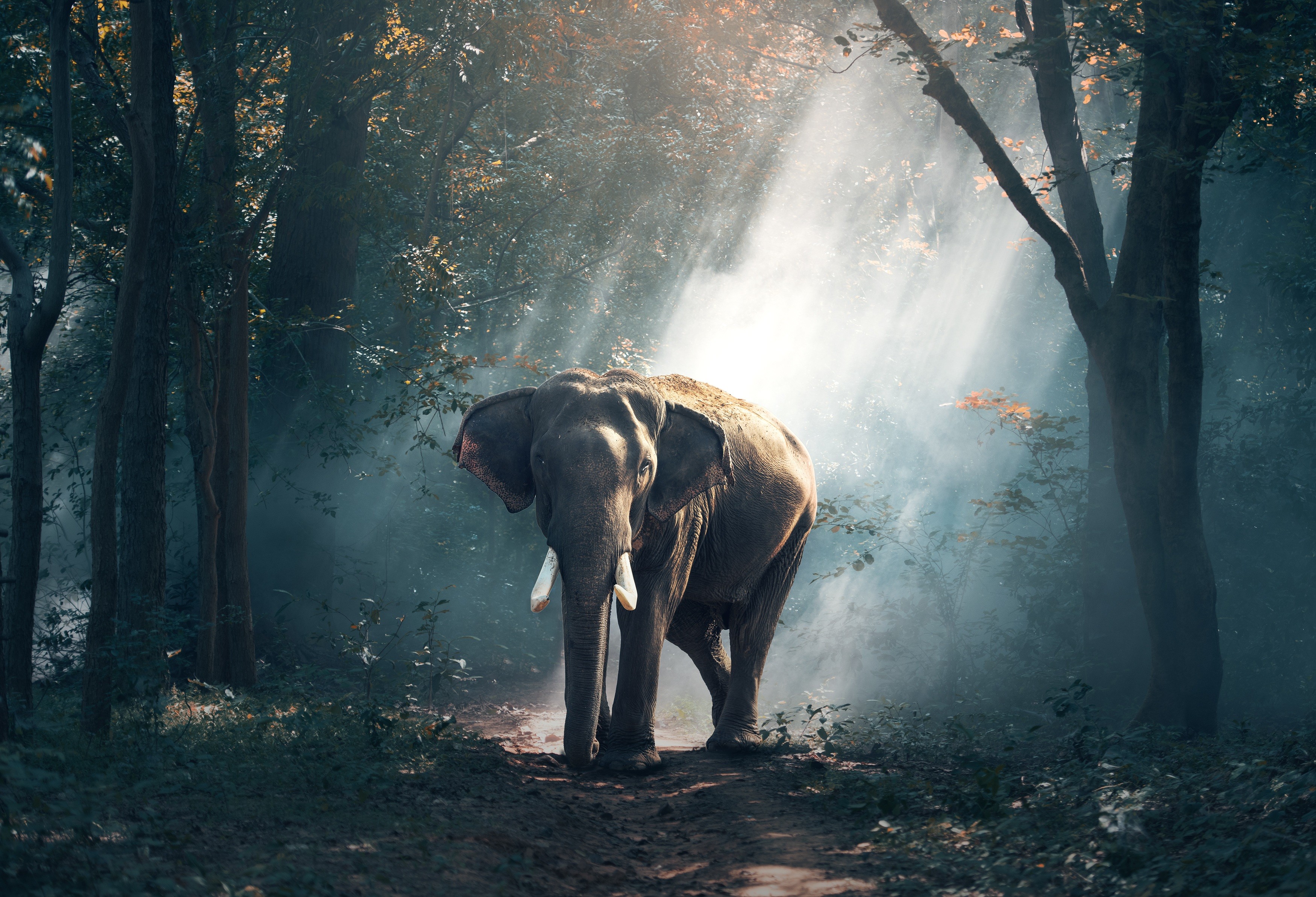 General 3500x2388 photography elephant animals trees