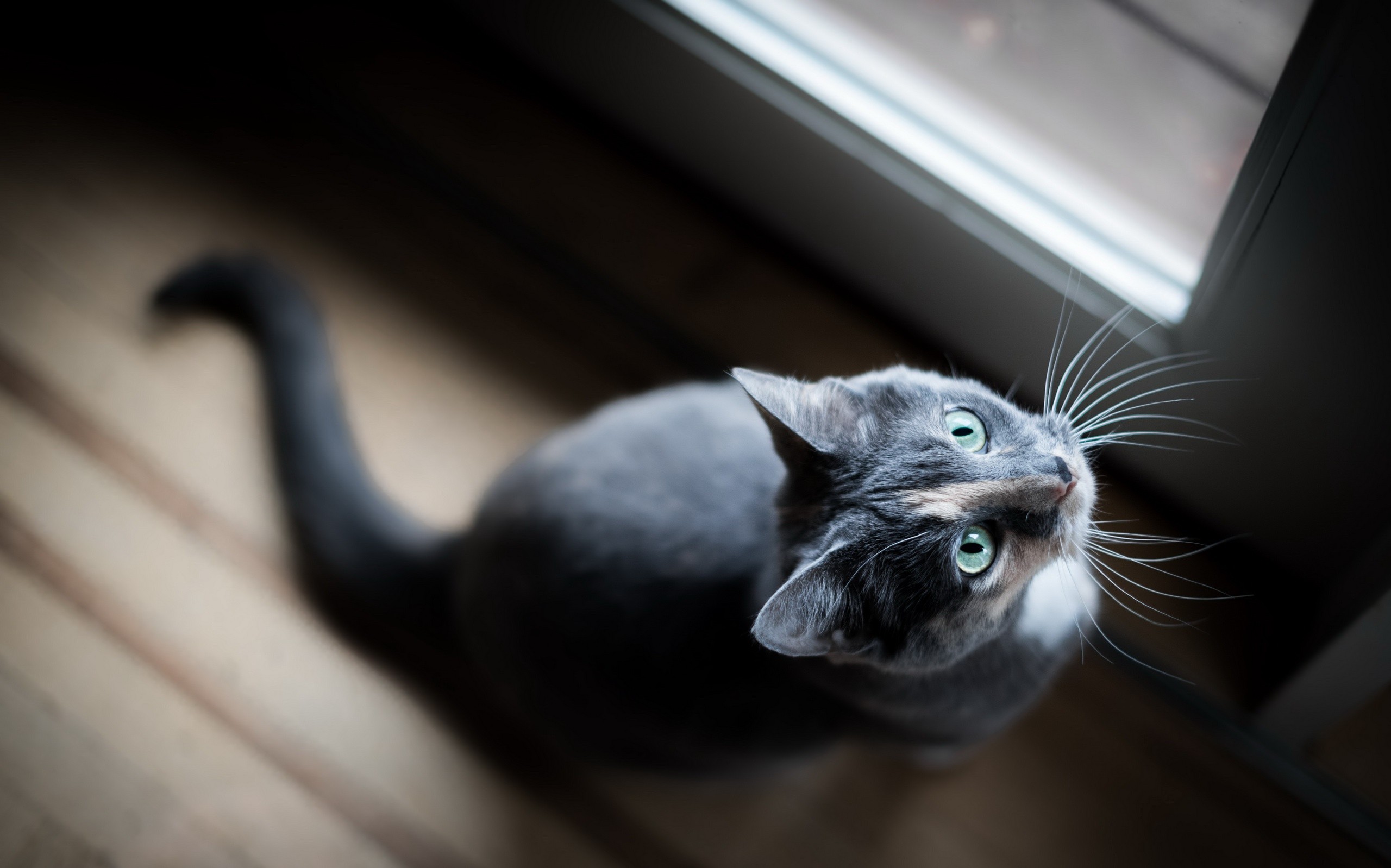 General 2560x1598 cats animals indoors green eyes feline mammals whiskers depth of field tail floor window by the window looking up closeup
