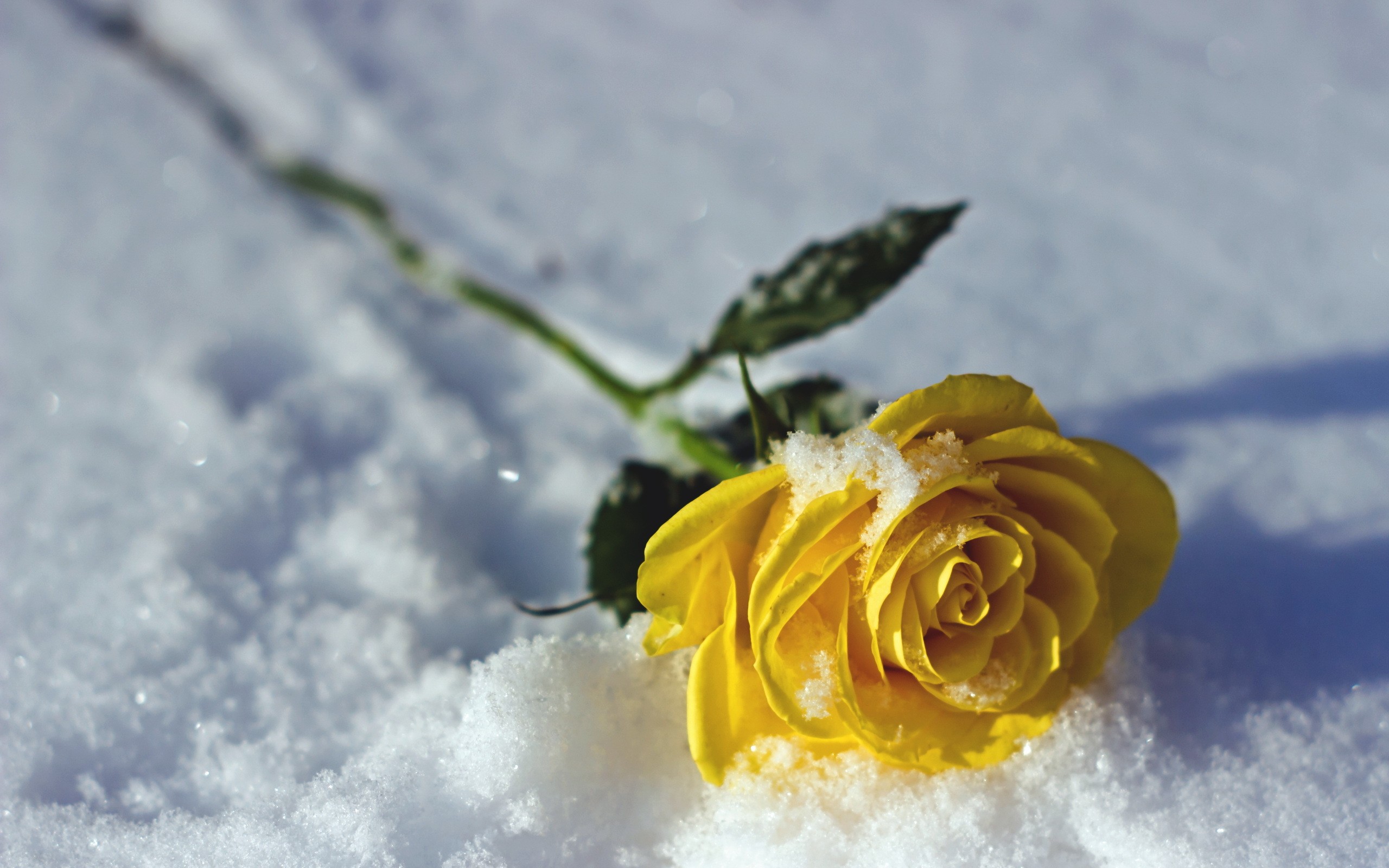 General 2560x1600 rose flowers snow yellow yellow flowers