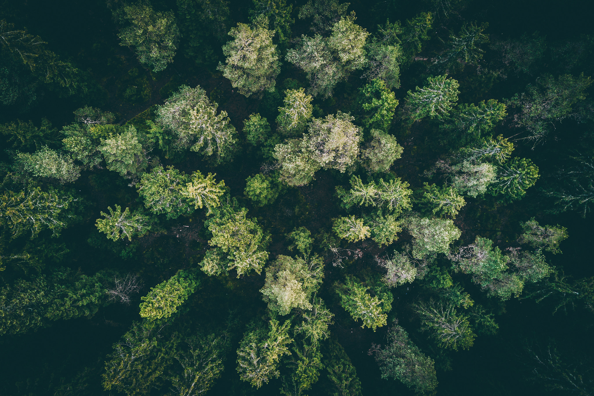 General 2048x1366 landscape wood forest drone photo