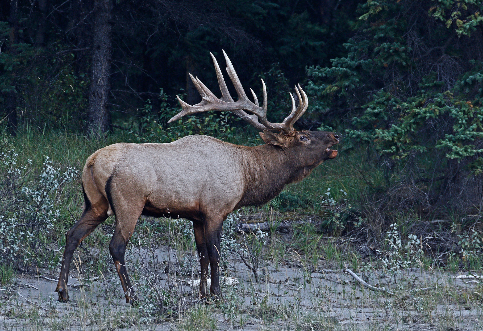 General 2048x1404 mammals animals elk